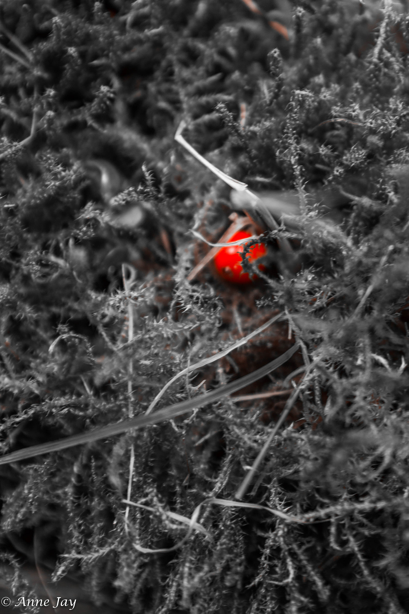 Canon EOS 70D + Sigma 18-50mm f/2.8 Macro sample photo. Red berry 2 photography