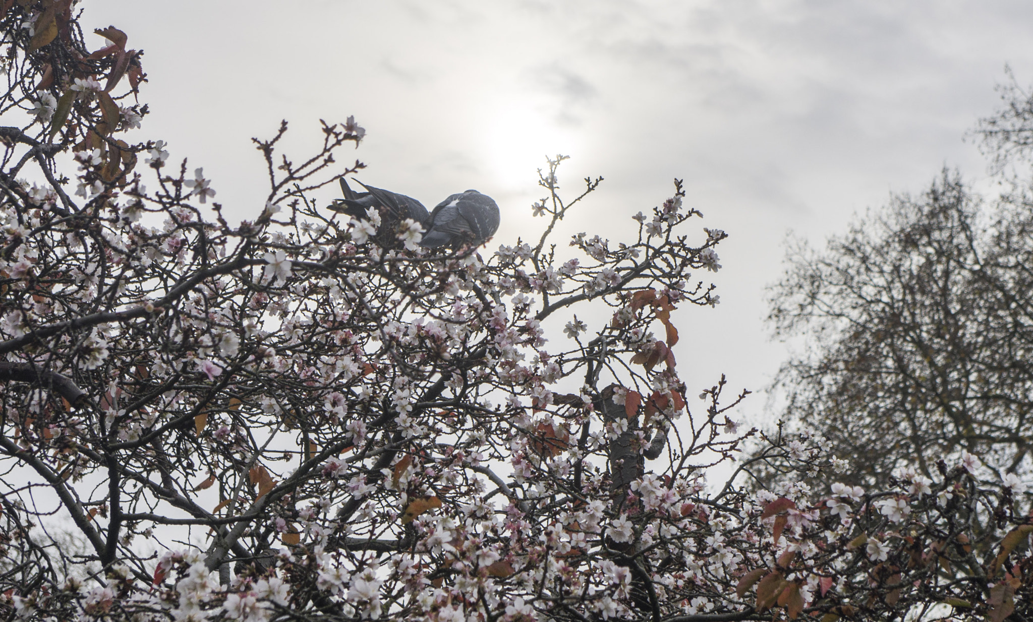 smc PENTAX-DA L 18-55mm F3.5-5.6 sample photo. Couple photography