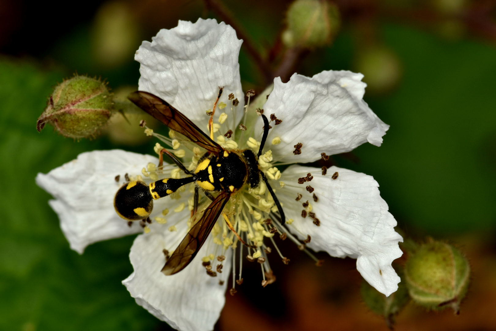 Nikon D7200 + Sigma 105mm F2.8 EX DG Macro sample photo. Yellowjacket photography