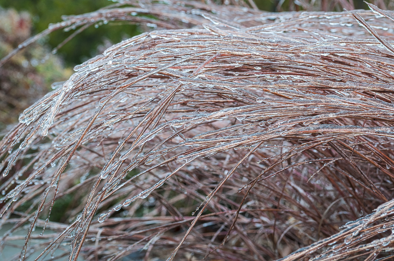 Sigma 70mm F2.8 EX DG Macro sample photo. Ice covered grass photography