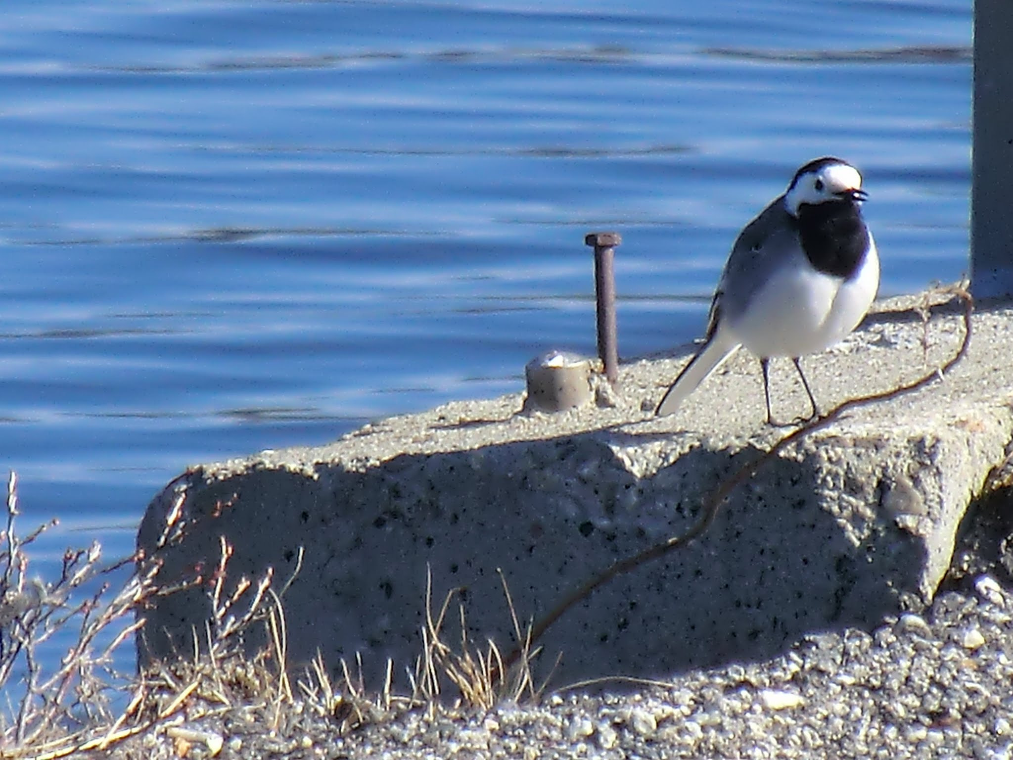 CASIO EX-H5 sample photo. Bird photography