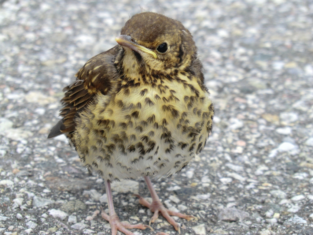 CASIO EX-H5 sample photo. Bird photography