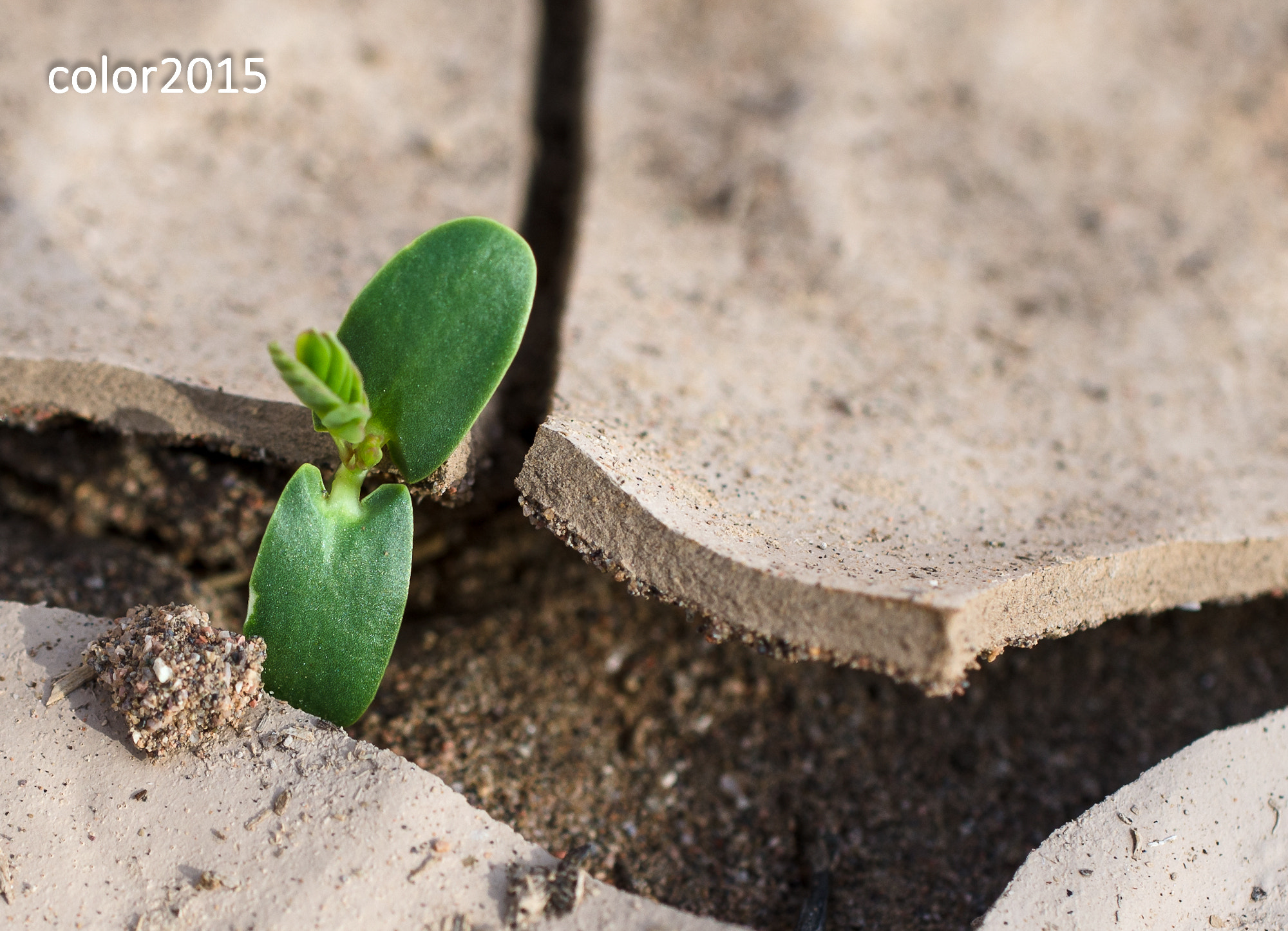Nikon D7000 + Sigma 50mm F2.8 EX DG Macro sample photo. New life.. photography