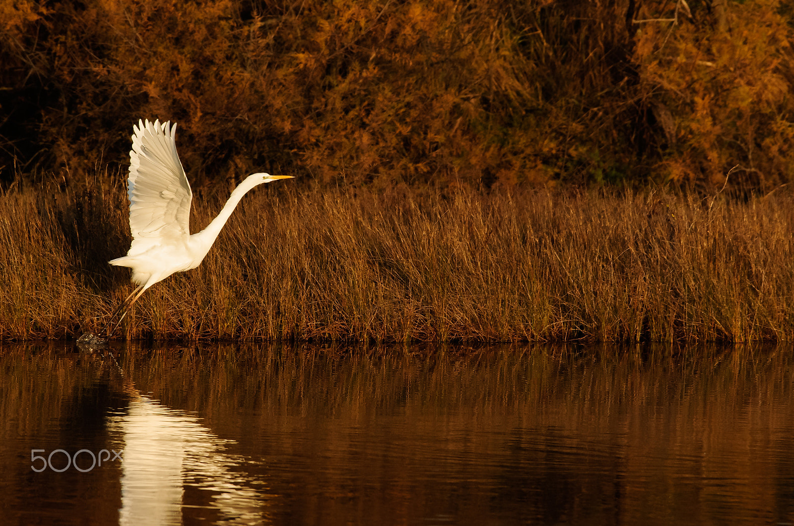 Pentax smc DA* 300mm F4.0 ED (IF) SDM sample photo. Il bianco s'invola photography