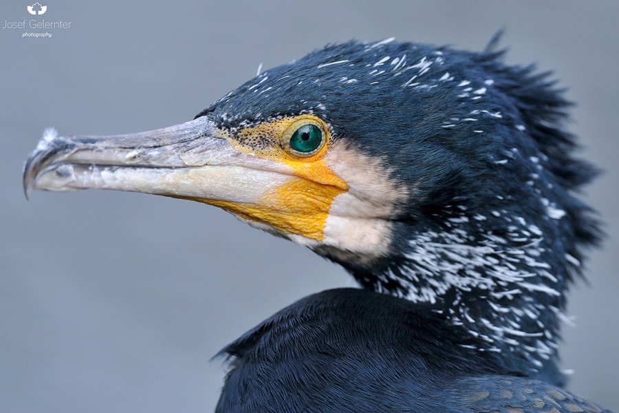 Nikon D3S + Sigma 24-60mm F2.8 EX DG sample photo. Cormorant portrait photography