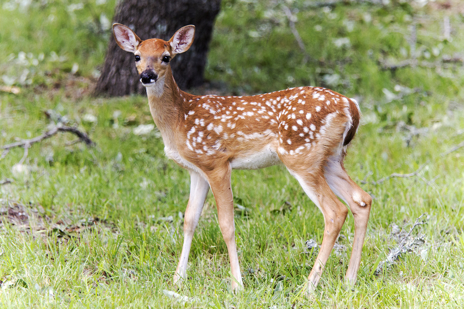 Canon EF 70-200mm F4L IS USM sample photo. White-tail fawn photography