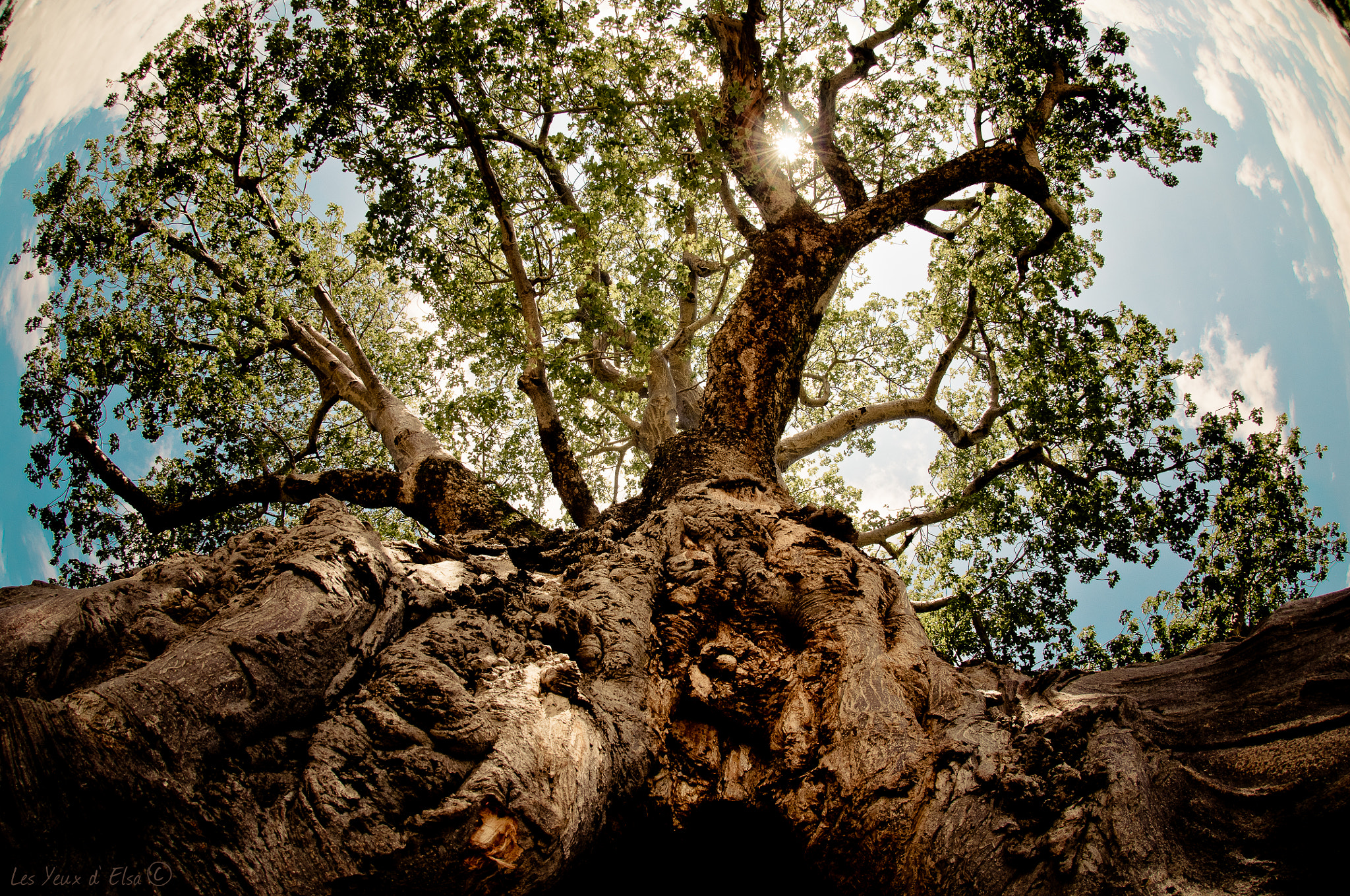 Nikon AF DX Fisheye-Nikkor 10.5mm F2.8G ED sample photo. Tanzania, baobab photography