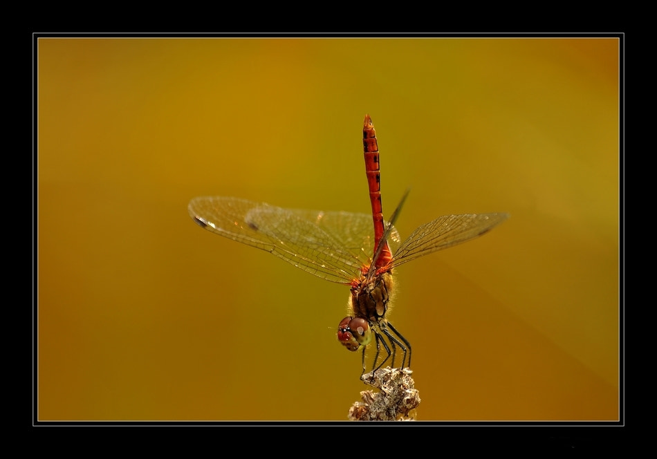 Nikon D300 + Sigma 70-300mm F4-5.6 APO Macro Super II sample photo