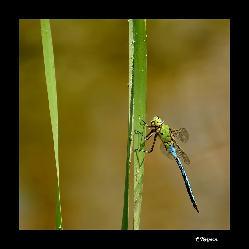 Nikon D300 + Sigma 70-300mm F4-5.6 APO Macro Super II sample photo