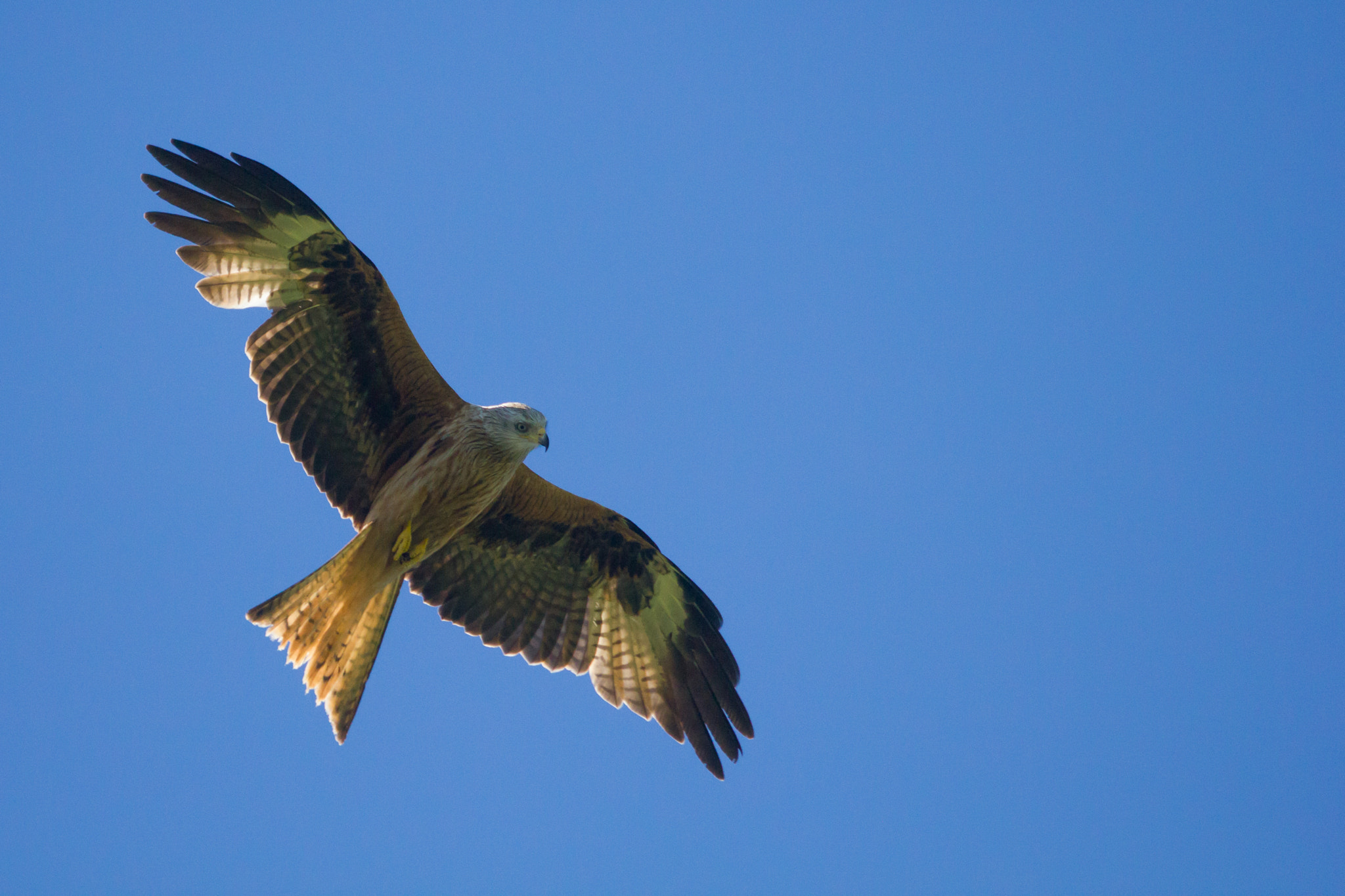 Canon EOS 550D (EOS Rebel T2i / EOS Kiss X4) + Canon EF 70-300mm F4.5-5.6 DO IS USM sample photo. Red kite soaring photography