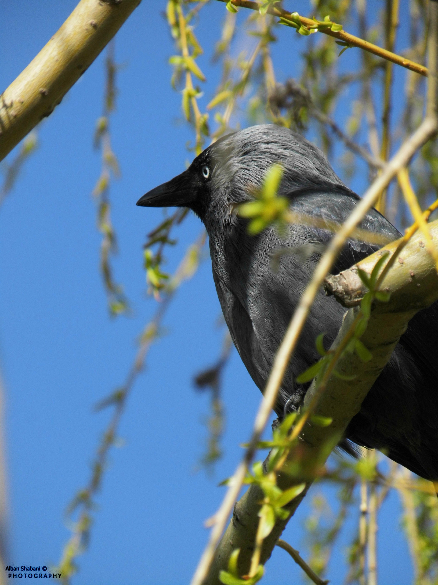 MEDION MD86929 sample photo. Zoge i zi / the black bird photography