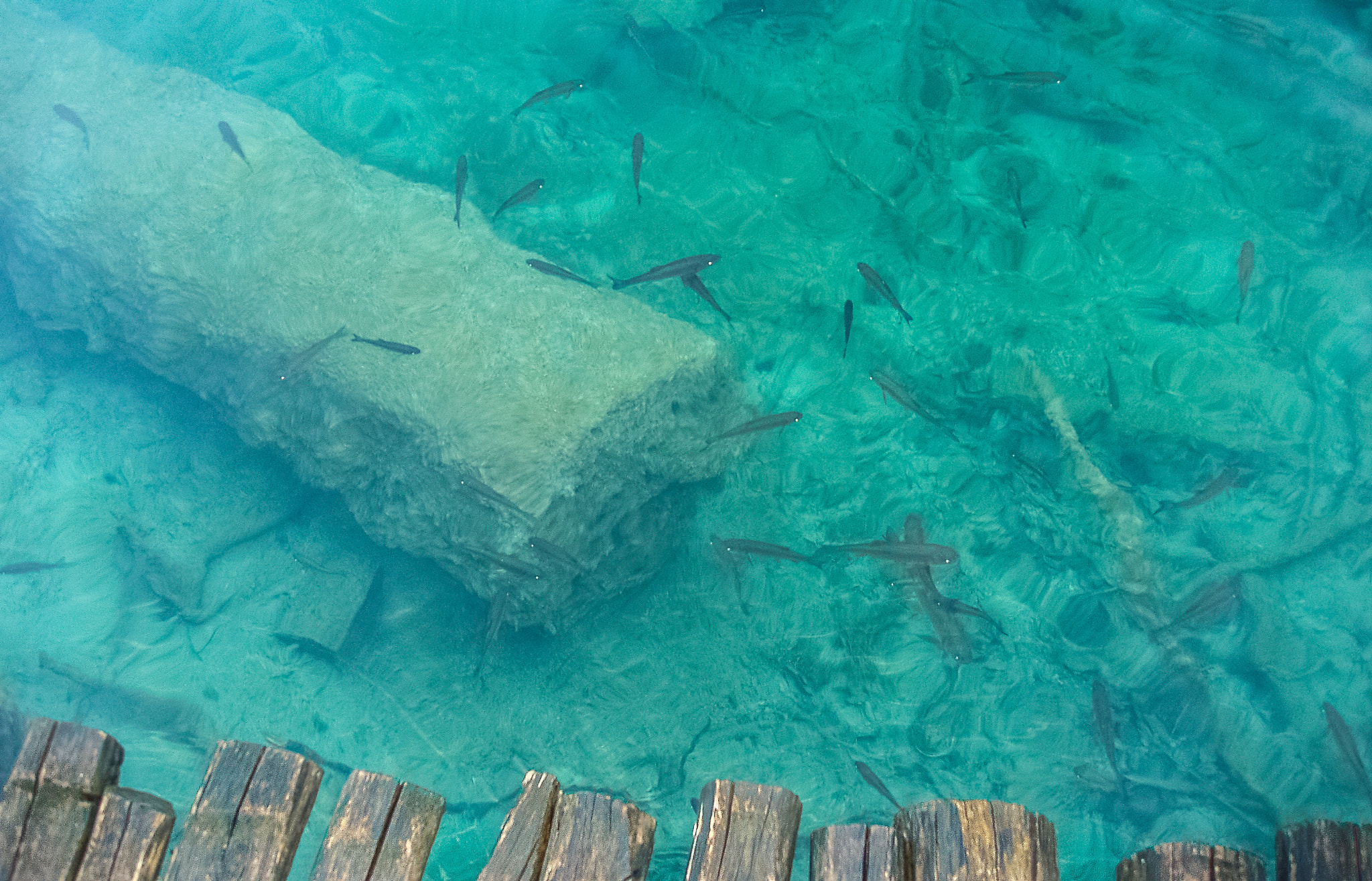 Olympus X-3,C-60Z sample photo. Clear water photography