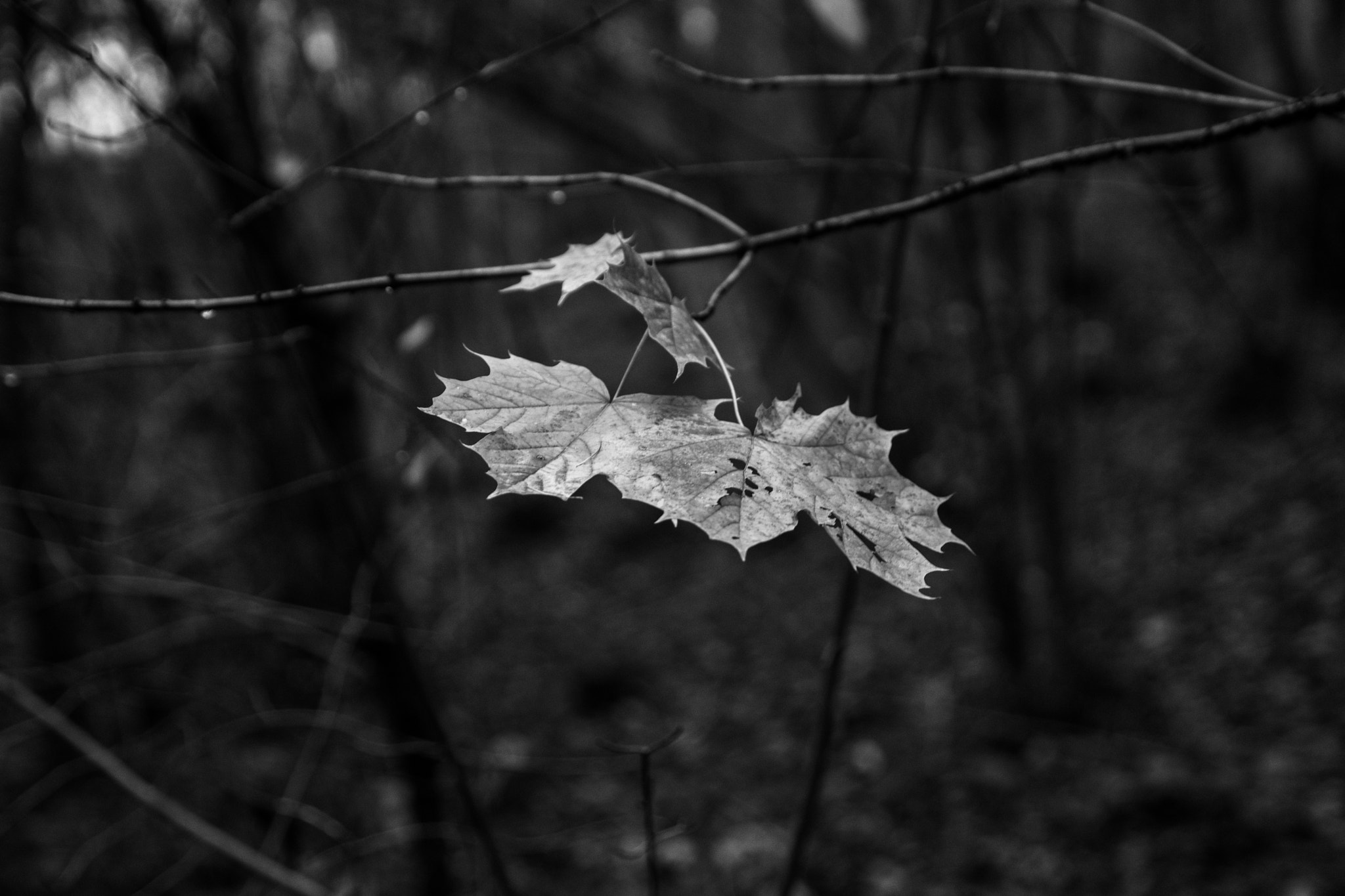 Samsung NX1 + NX 16-50mm F2-2.8 S sample photo. Black and white leaves photography