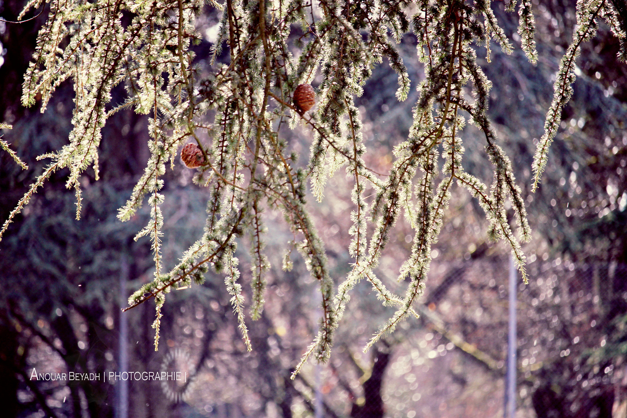 Canon EF-S 55-250mm F4-5.6 IS STM sample photo