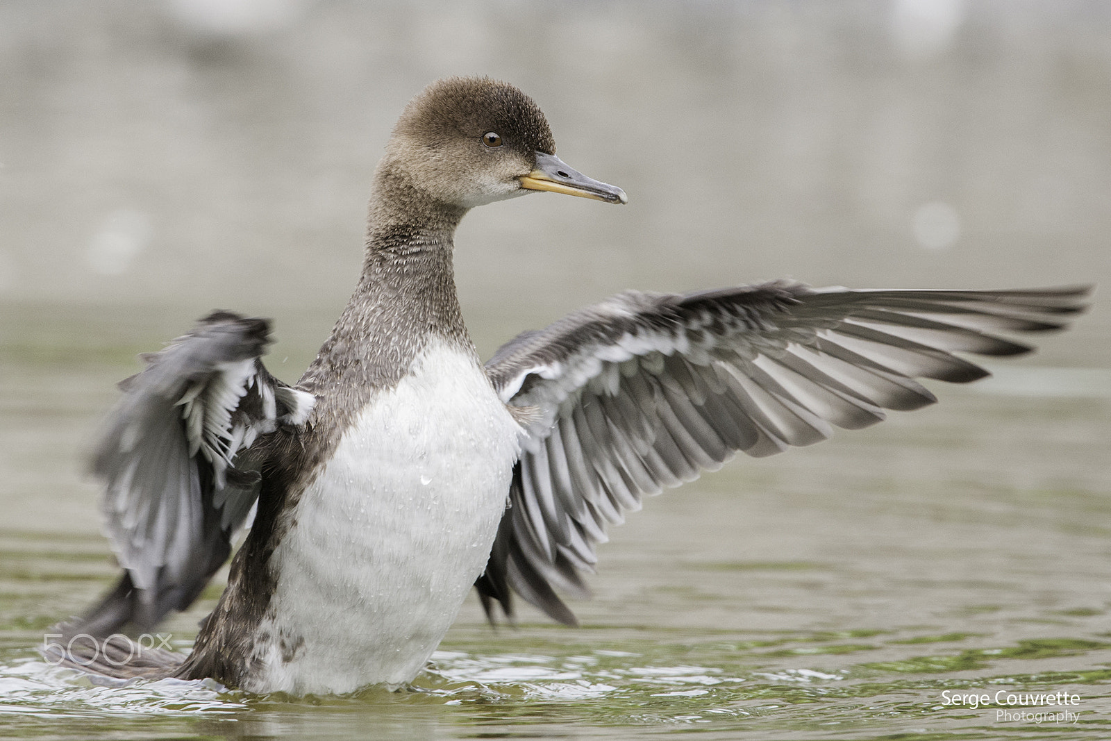 Nikon D300 + Nikon AF-S Nikkor 500mm F4G ED VR sample photo. Happy ducky photography