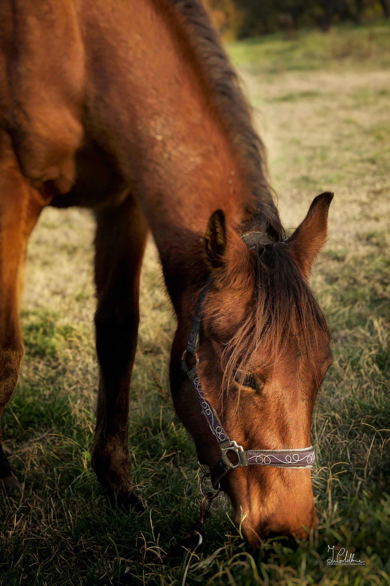 Sigma 70-200mm F2.8 EX DG OS HSM sample photo. () photography