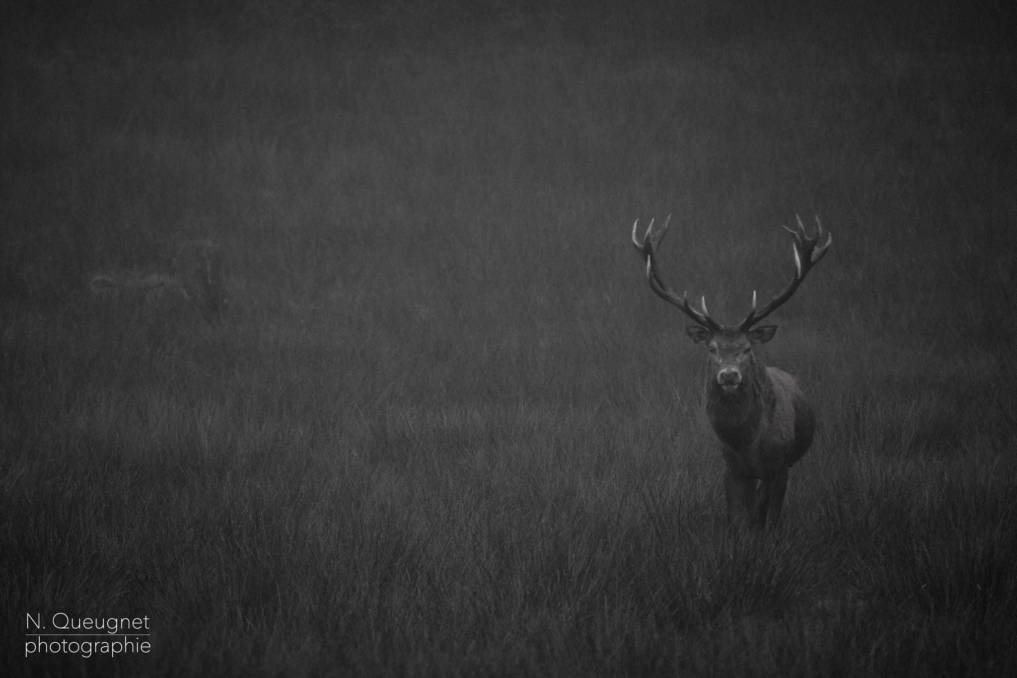 Canon EF 100-400mm F4.5-5.6L IS USM sample photo. Cerf à boutissaint photography