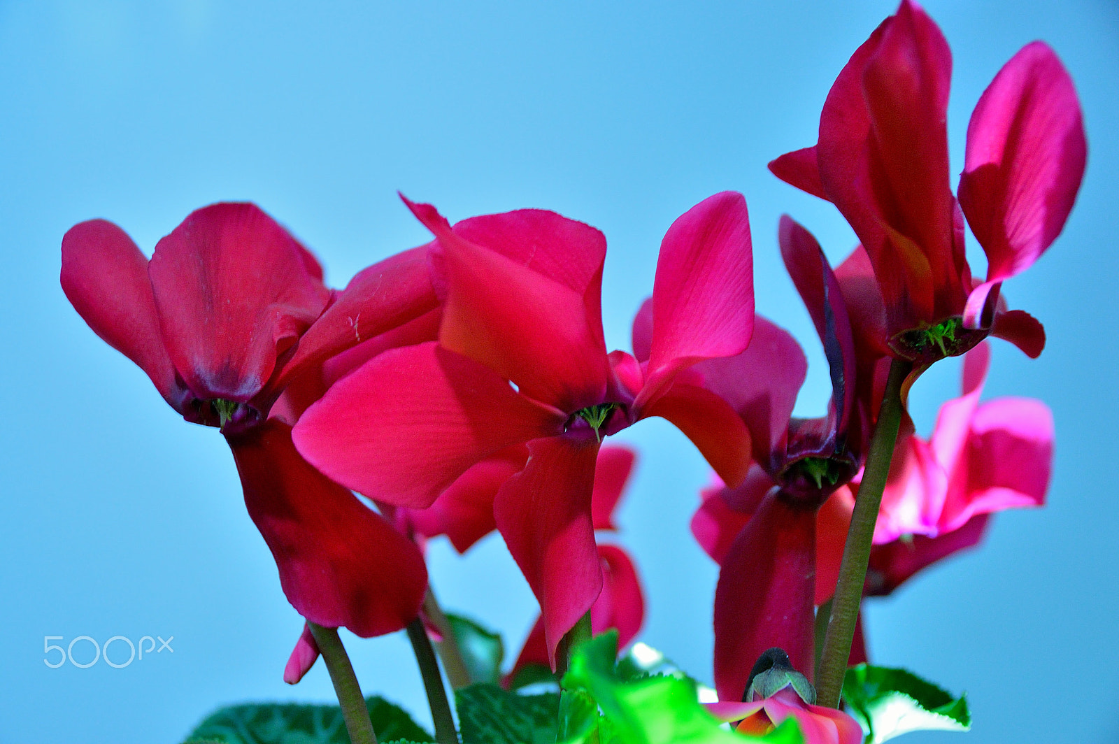Sigma 17-70mm F2.8-4 DC Macro OS HSM | C sample photo. Cyclamen persicum photography
