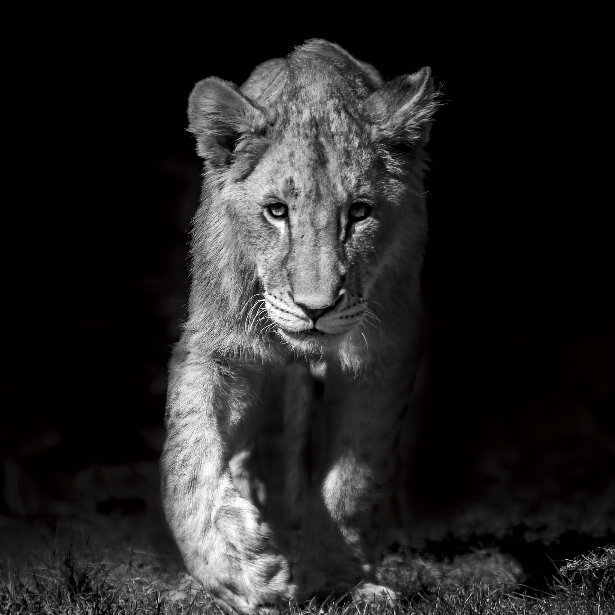 Canon EF 70-200mm F2.8L IS USM sample photo. The prince in noir photography
