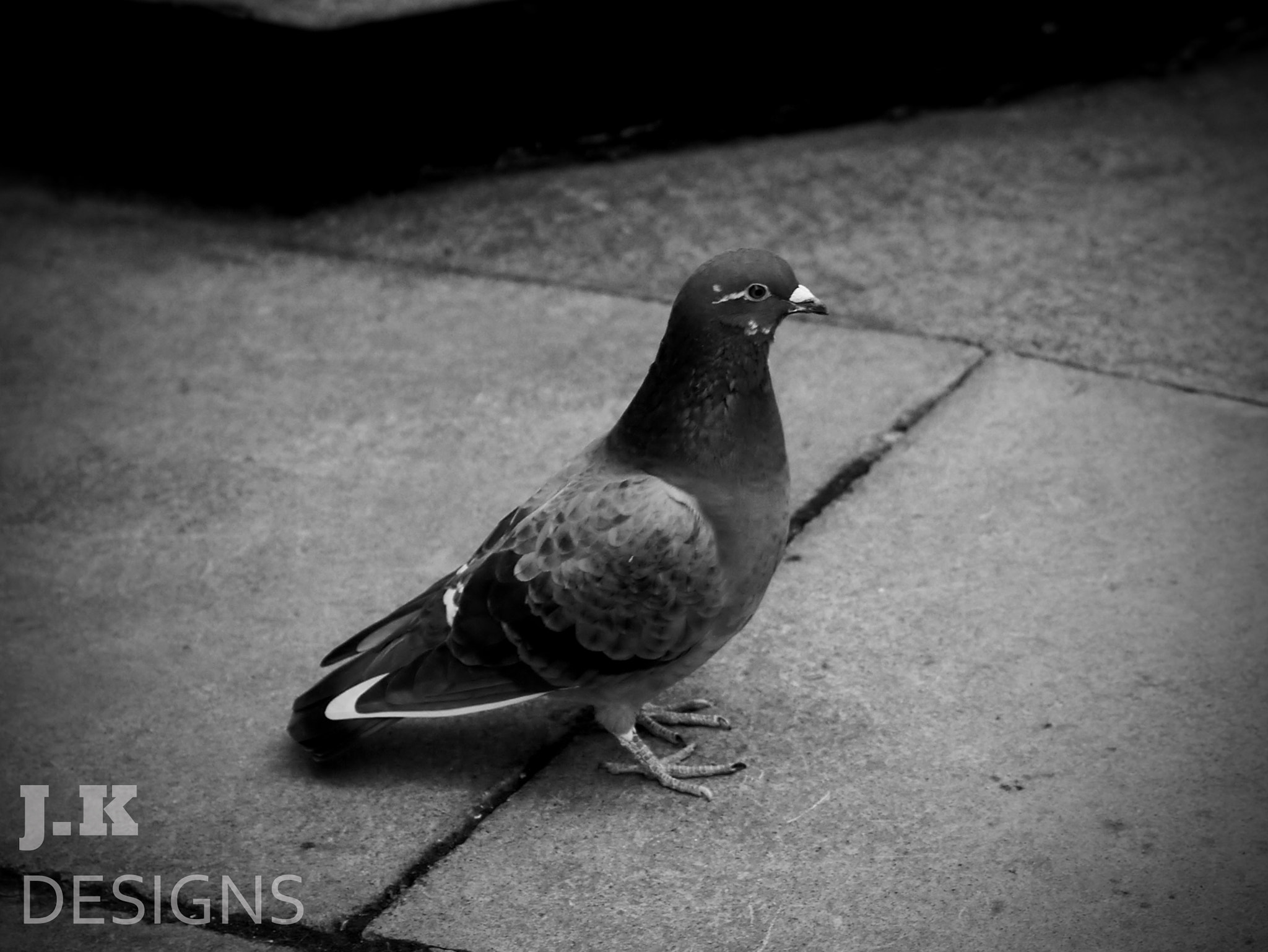 Panasonic Lumix DMC-G3 + Olympus M.Zuiko Digital 45mm F1.8 sample photo. Pigeon photography