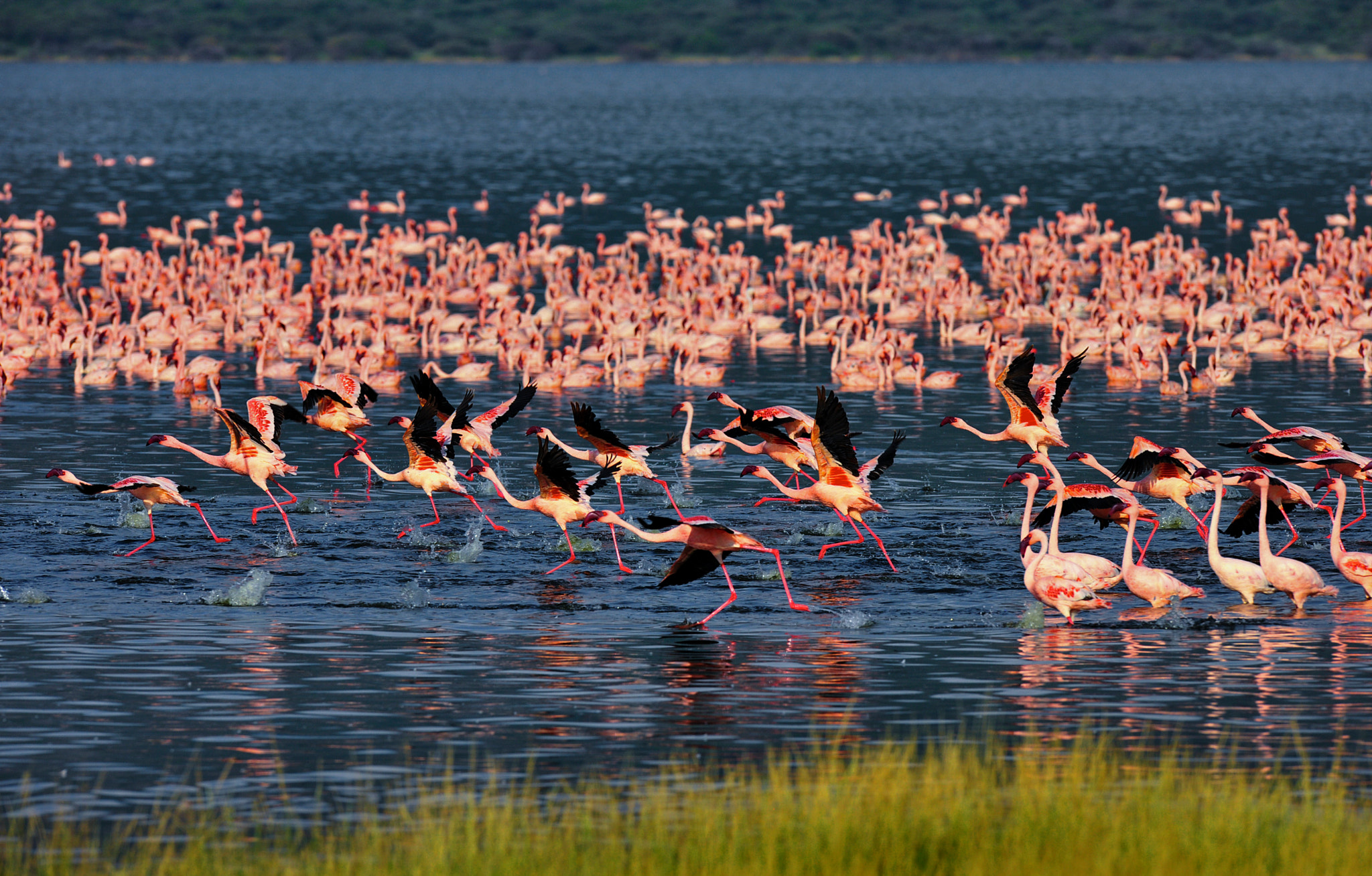 Nikon D3X sample photo. Walk on water photography