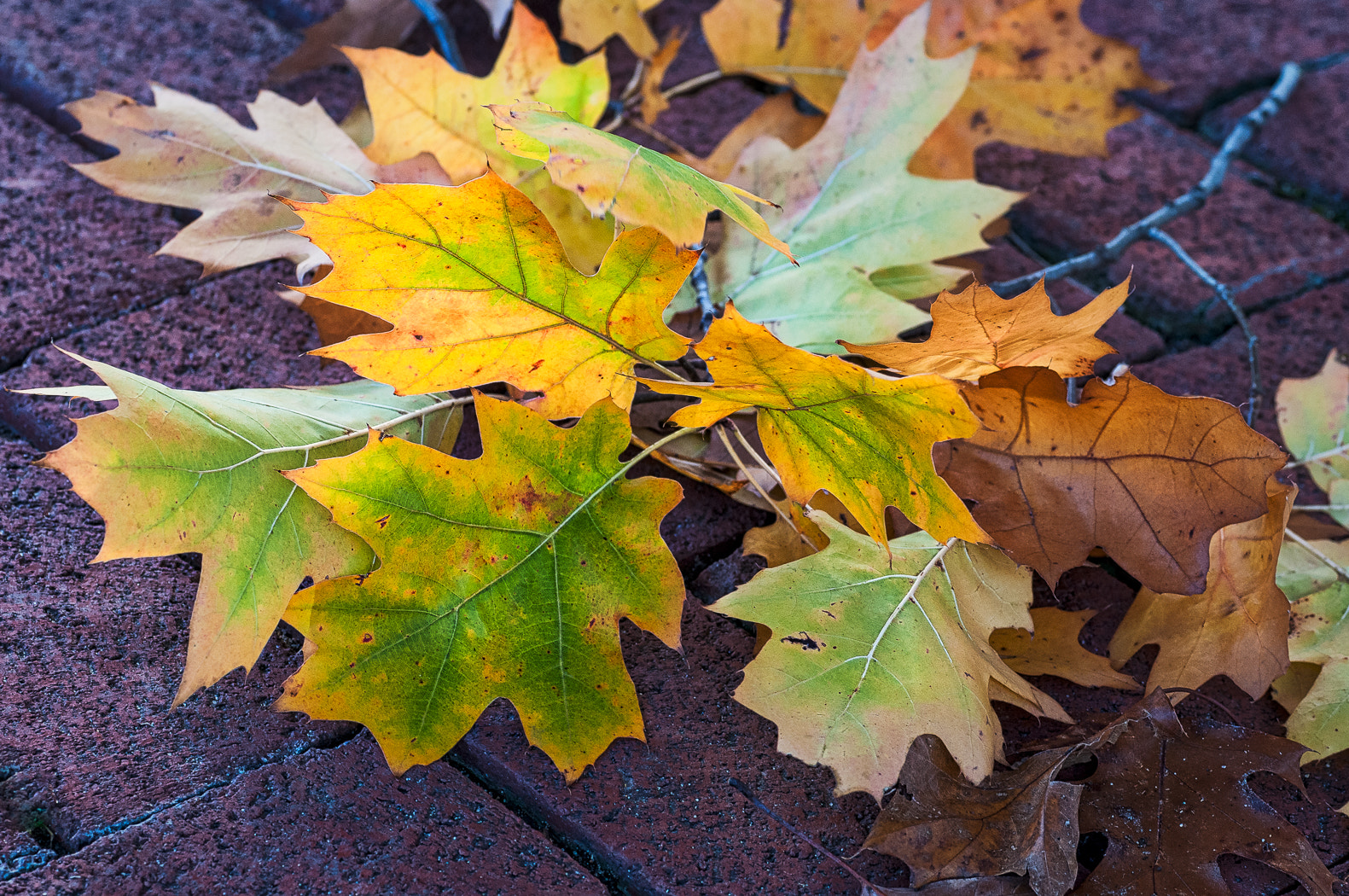 Nikon D300S + Sigma 70mm F2.8 EX DG Macro sample photo. Back lit fall red oak leaves photography