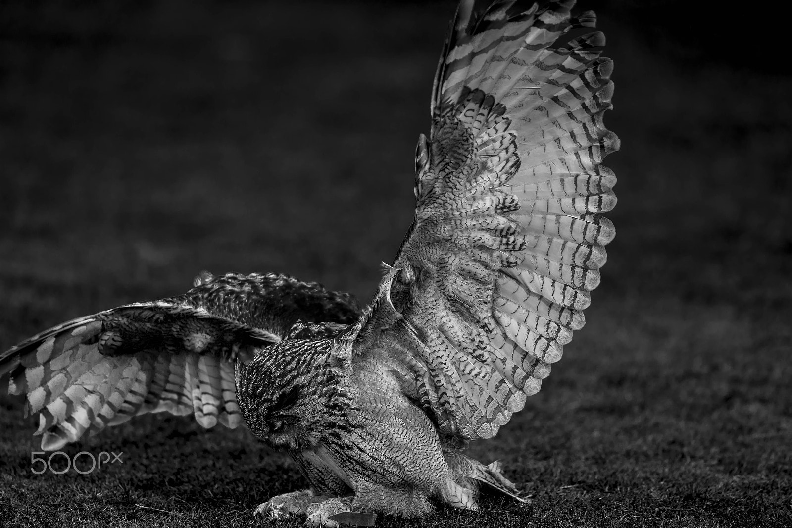 Canon EF 300mm F2.8L IS II USM sample photo. Long-eared owl photography