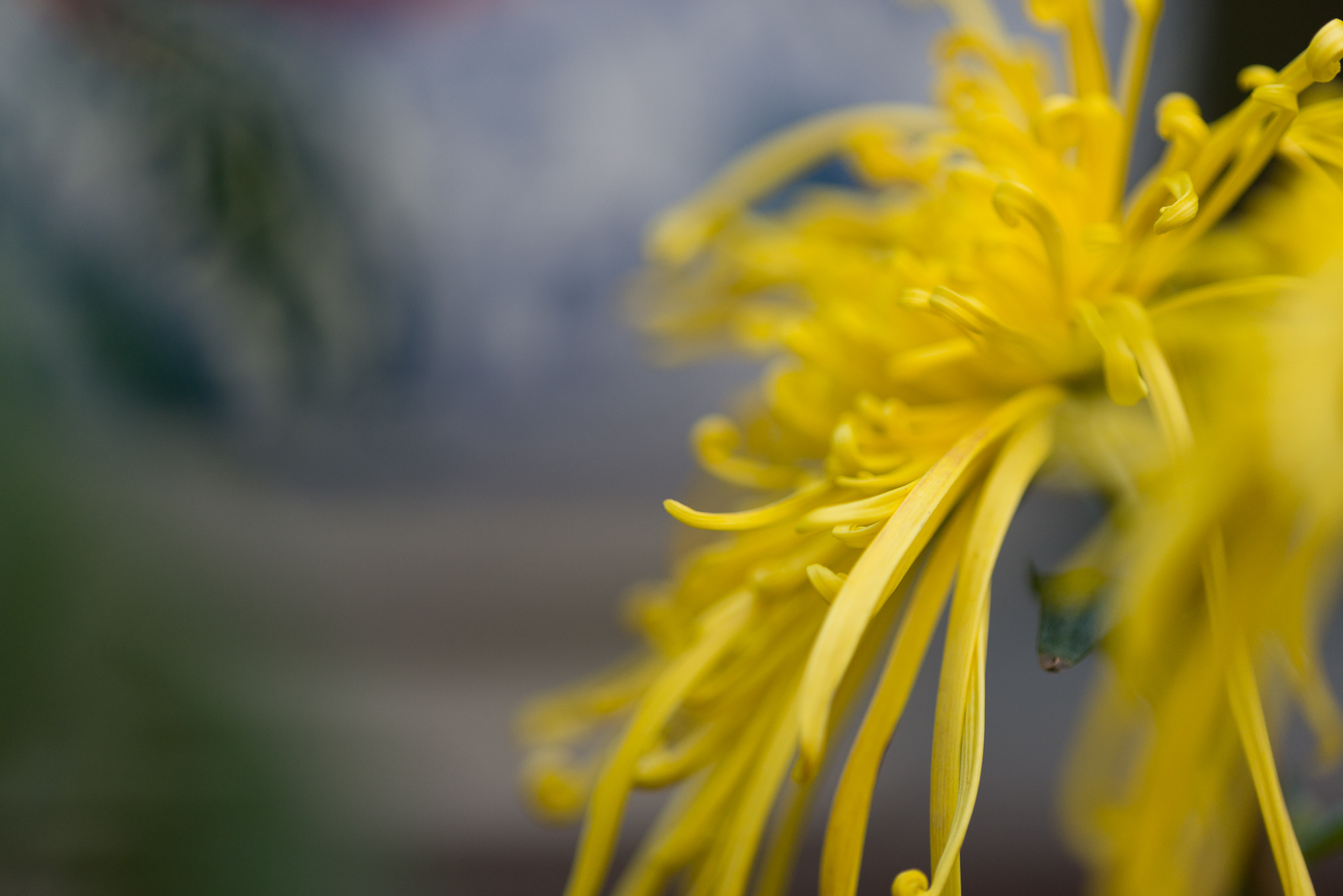 Nikon D610 + Nikon AF Micro-Nikkor 200mm F4D ED-IF sample photo. 秋菊 photography