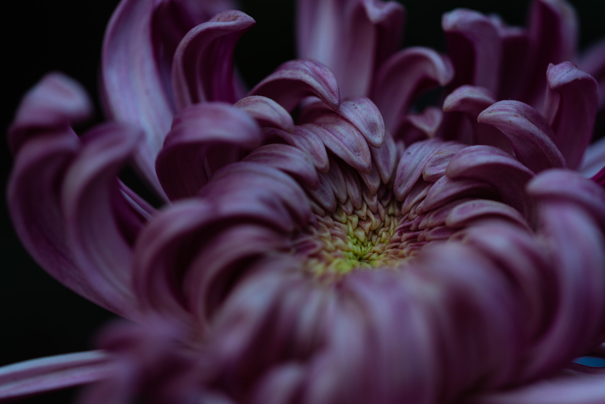 Nikon D610 + Nikon AF Micro-Nikkor 200mm F4D ED-IF sample photo. 秋菊 photography