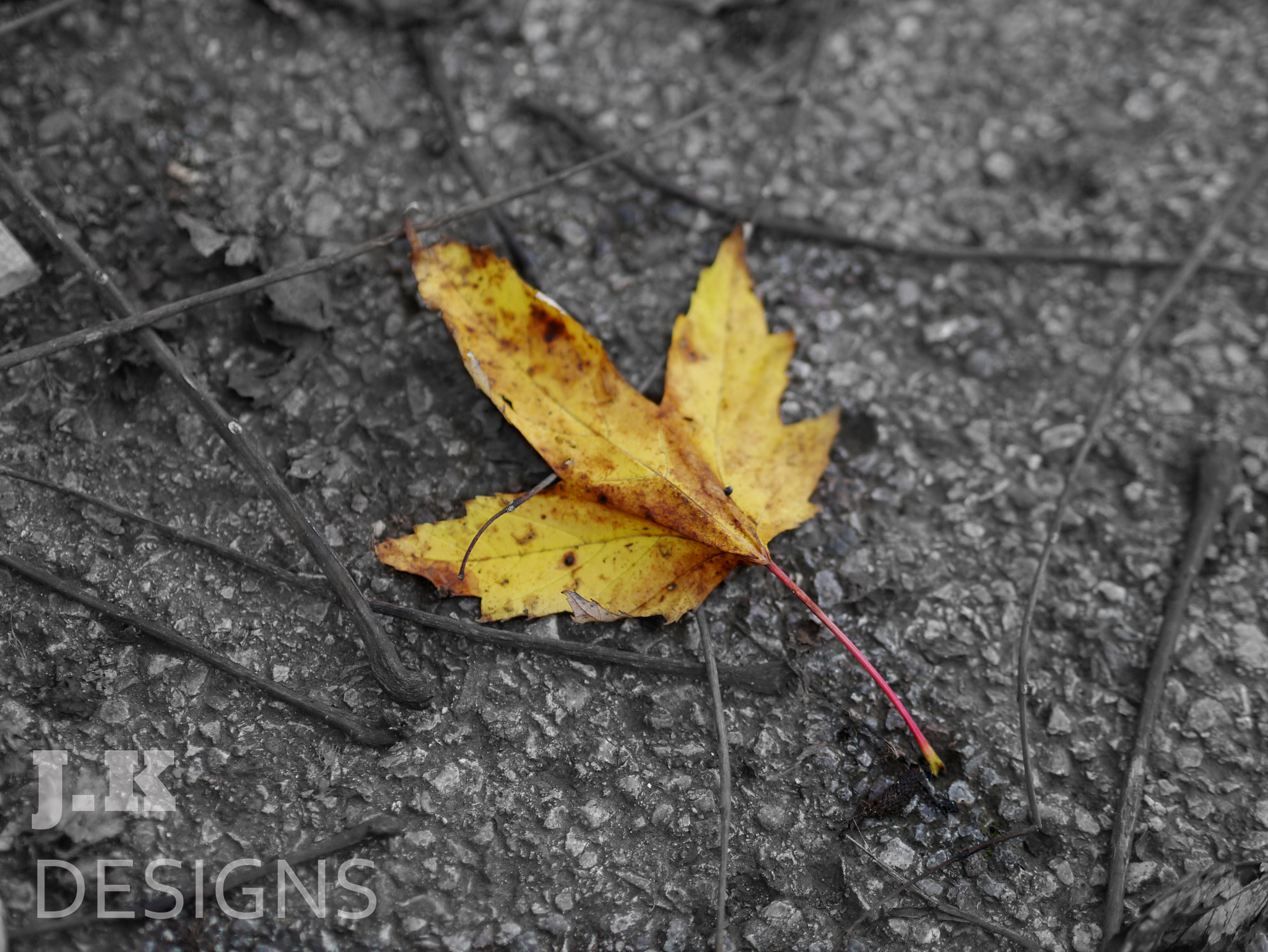 Panasonic Lumix DMC-G3 + Olympus M.Zuiko Digital 45mm F1.8 sample photo. Yellow leaf photography