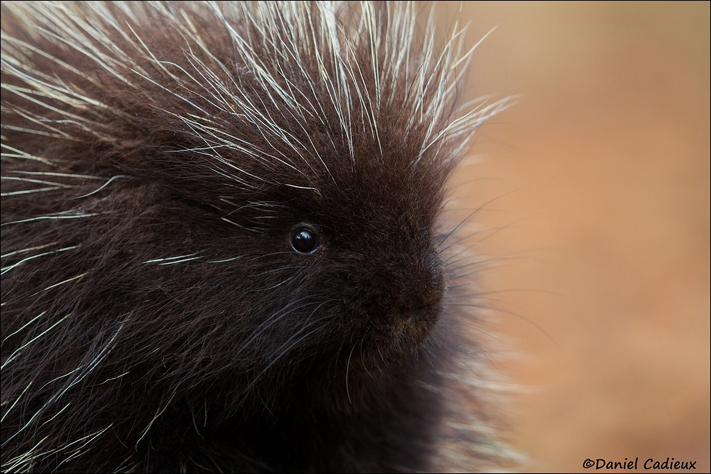 Canon EOS 7D + Canon EF 500mm F4L IS II USM sample photo. Young porcupine portrait photography