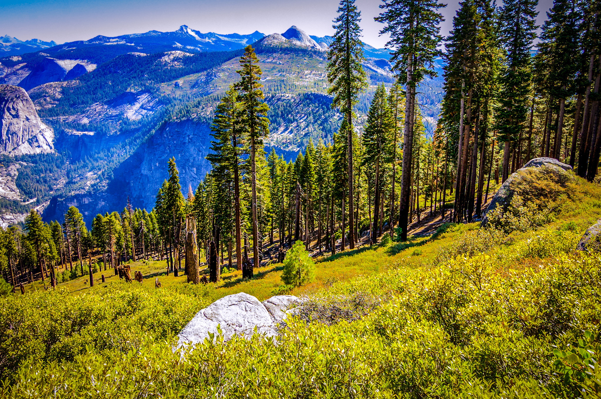 Nikon D40 sample photo. Pines photography