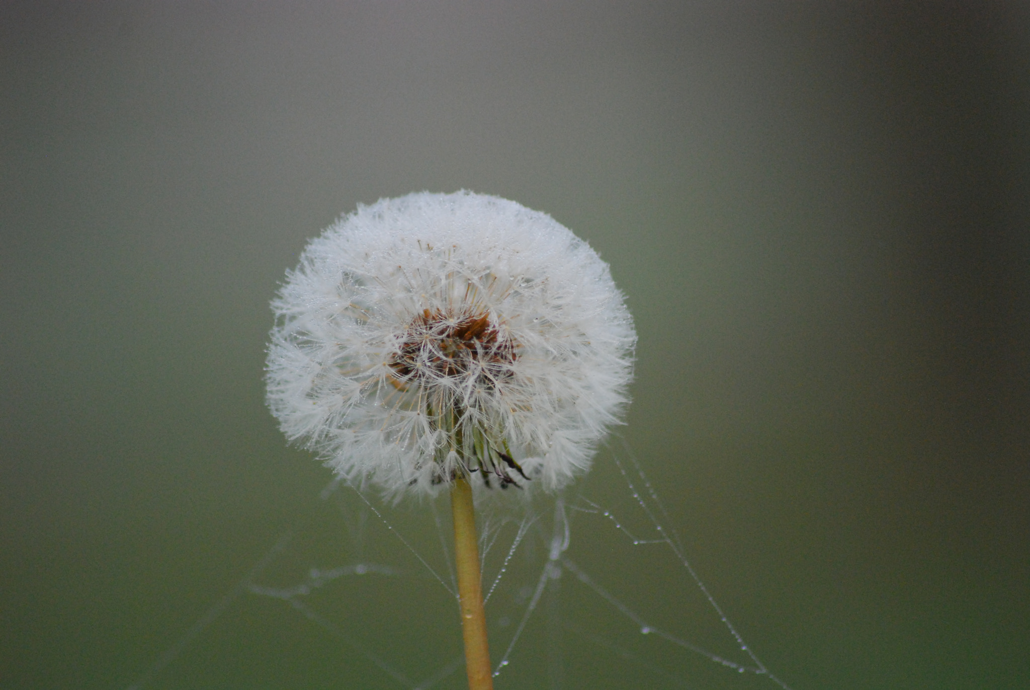Sigma 70-300mm F4-5.6 APO DG Macro sample photo. The delicacy and dew  photography