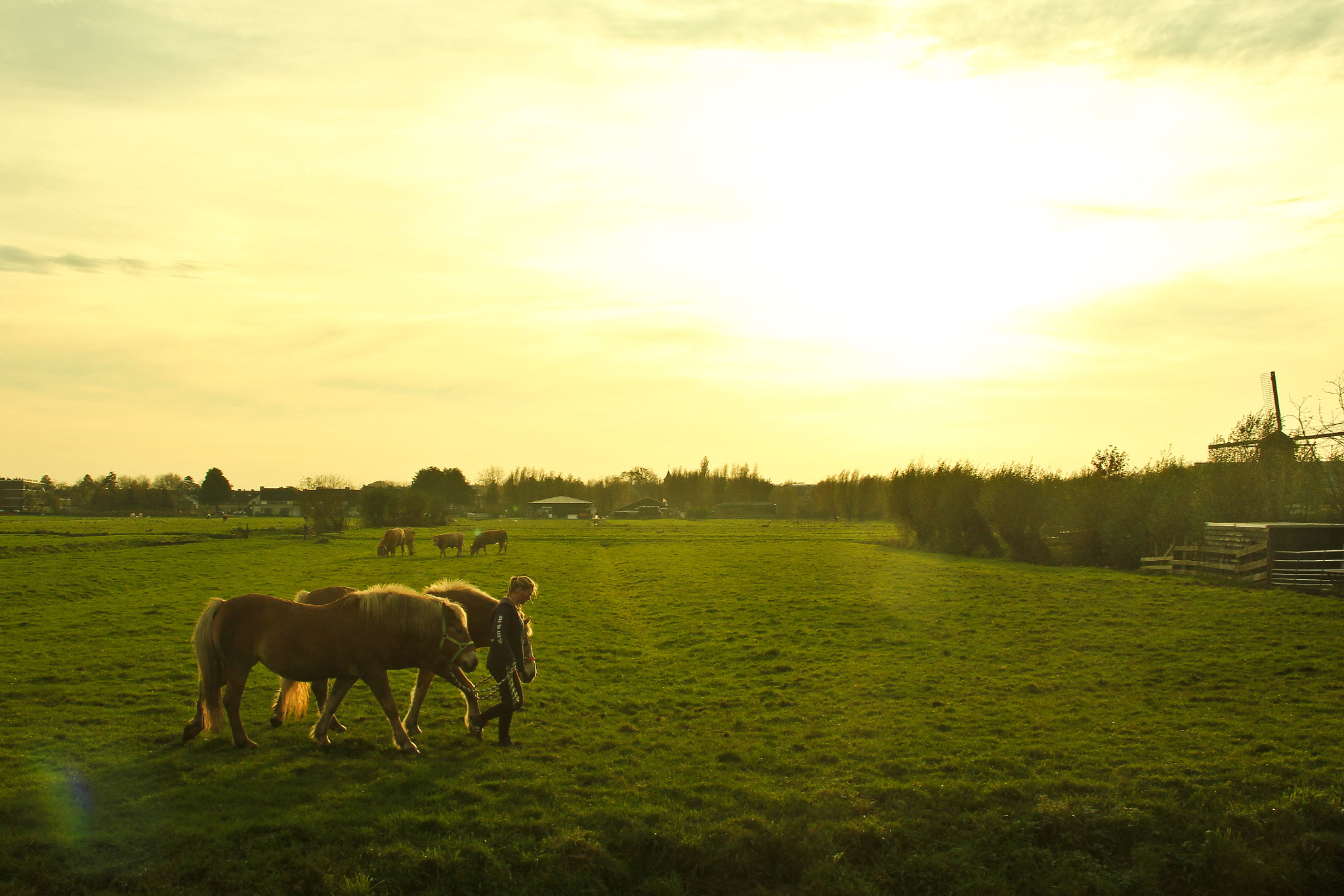 Canon EOS 550D (EOS Rebel T2i / EOS Kiss X4) sample photo. Kinderdijk photography