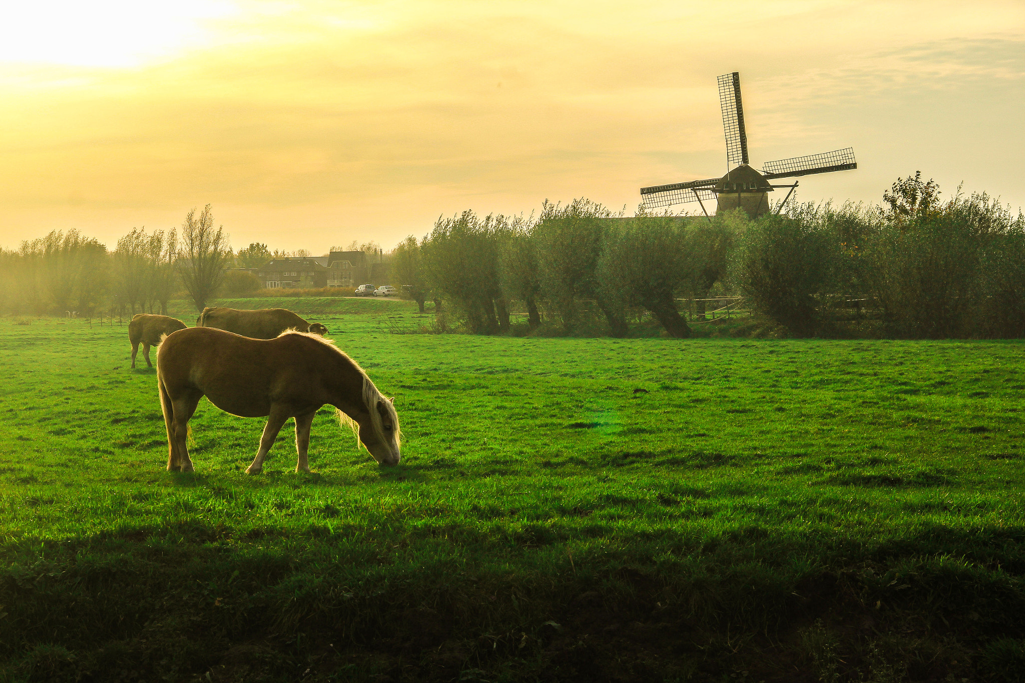 Canon EOS 550D (EOS Rebel T2i / EOS Kiss X4) sample photo. Kinderdijk photography