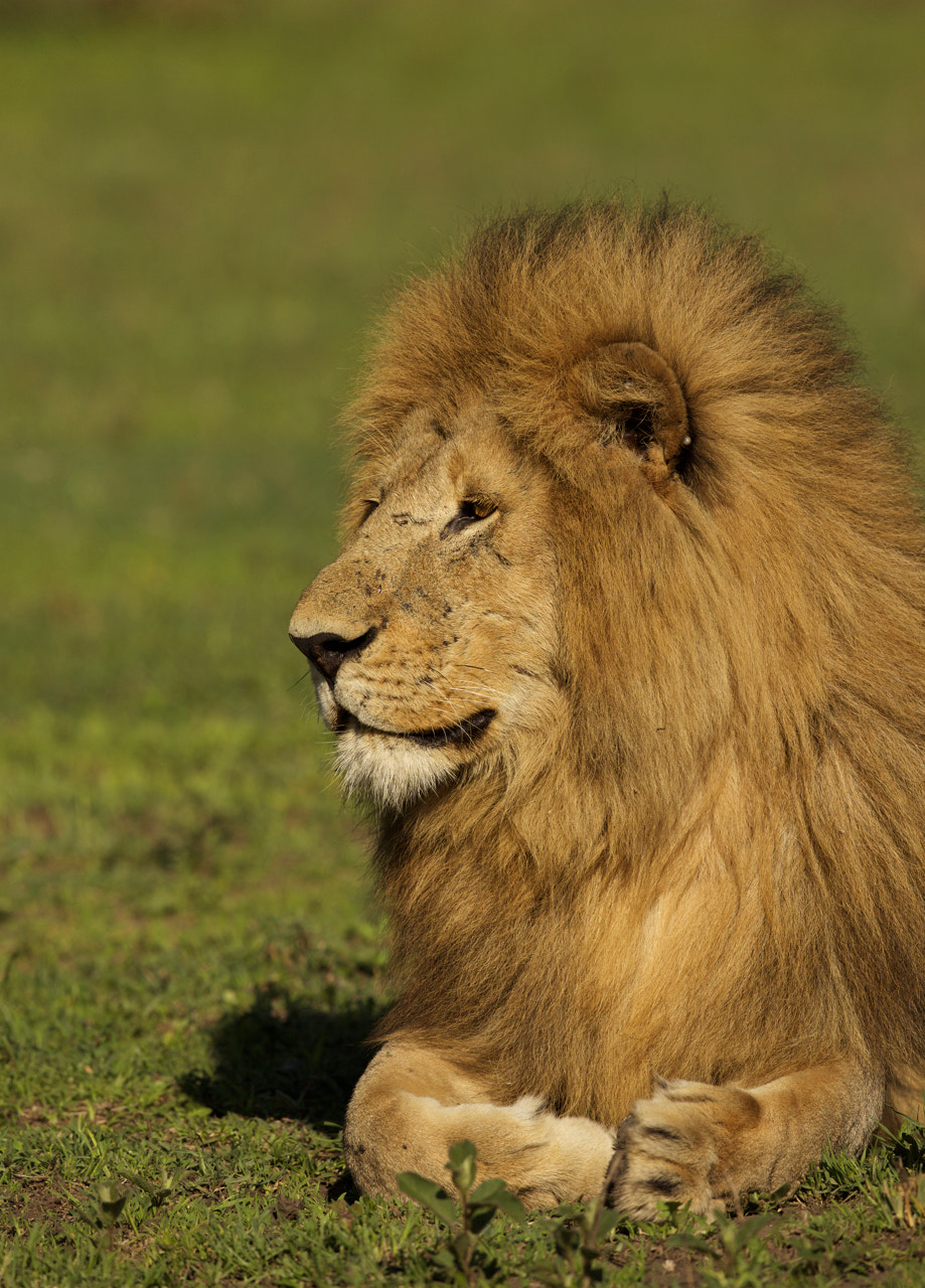Canon EF 500mm F4L IS II USM sample photo. Lion king photography