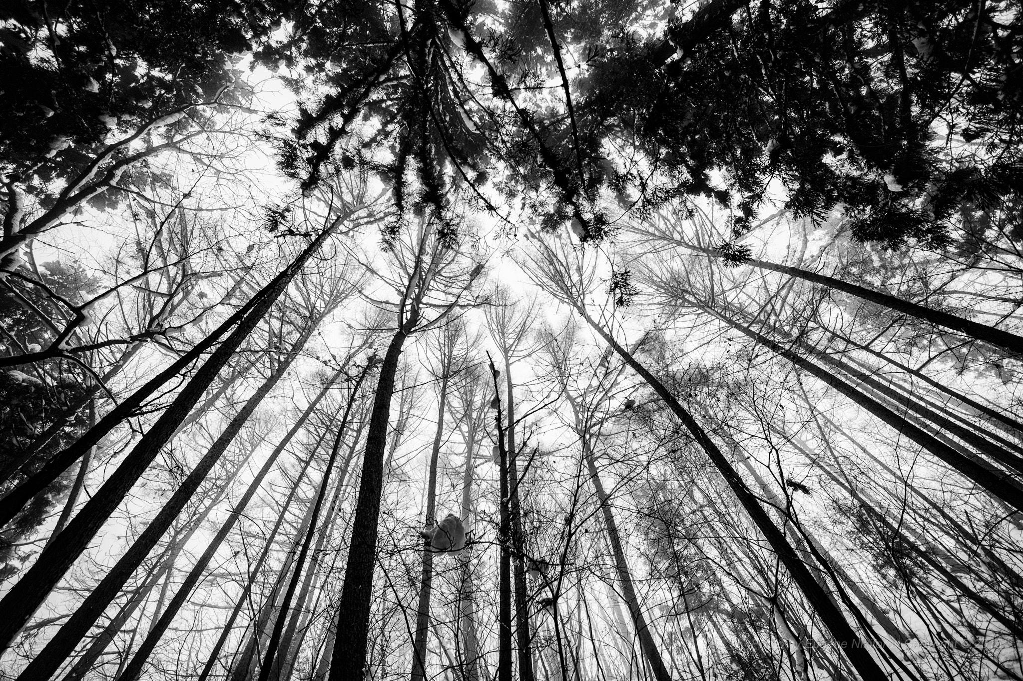 Leica Tri-Elmar-M 16-18-21mm F4 ASPH sample photo. Snow, jigokudani monkey park, nagano, japan photography