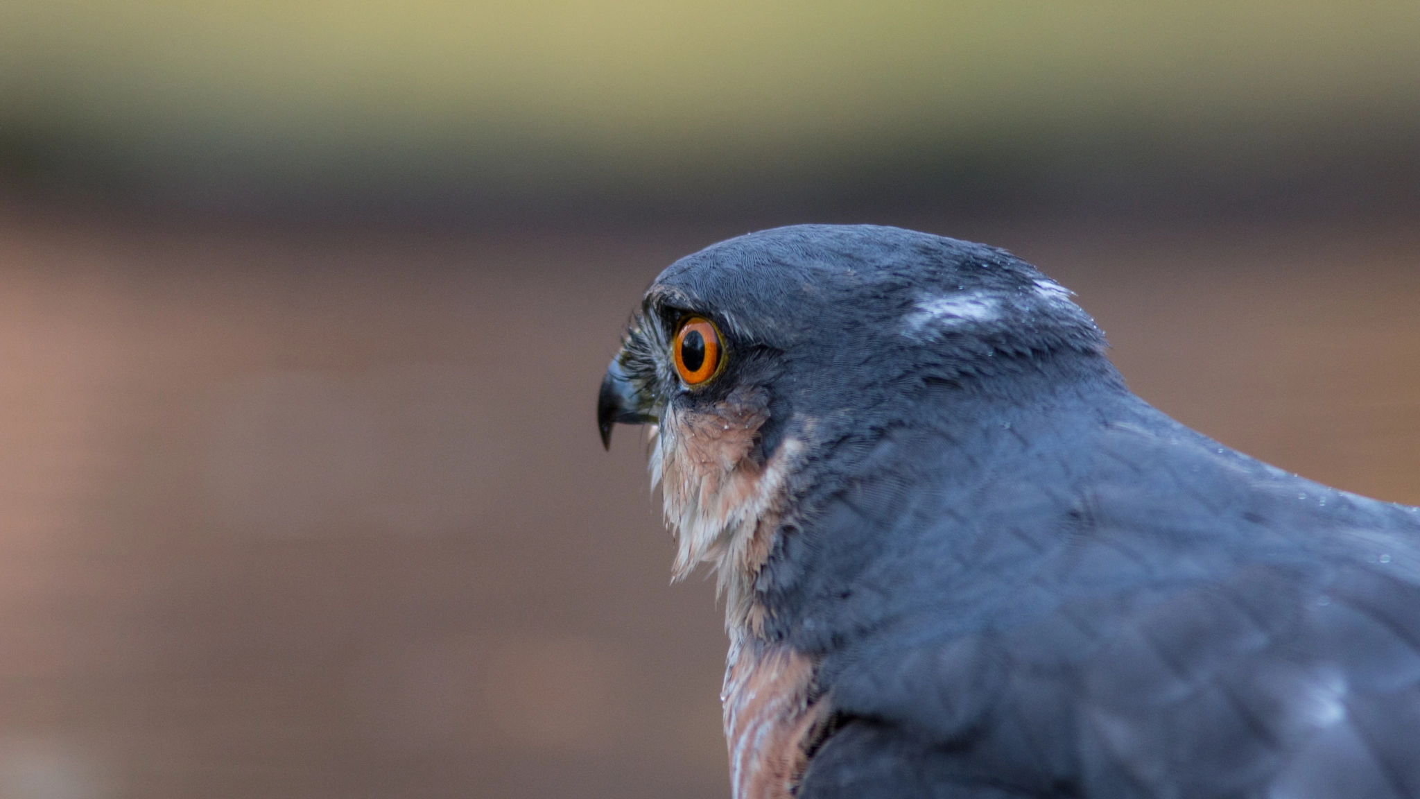 Canon EF 300mm F4L IS USM sample photo. Pardators back's photography