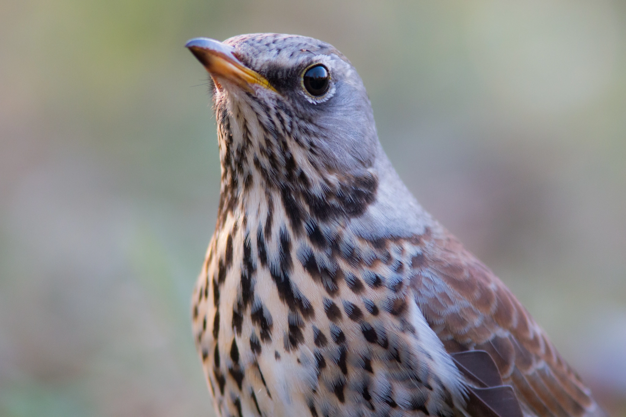 Canon EF 300mm F4L IS USM sample photo. Portrait of songs photography
