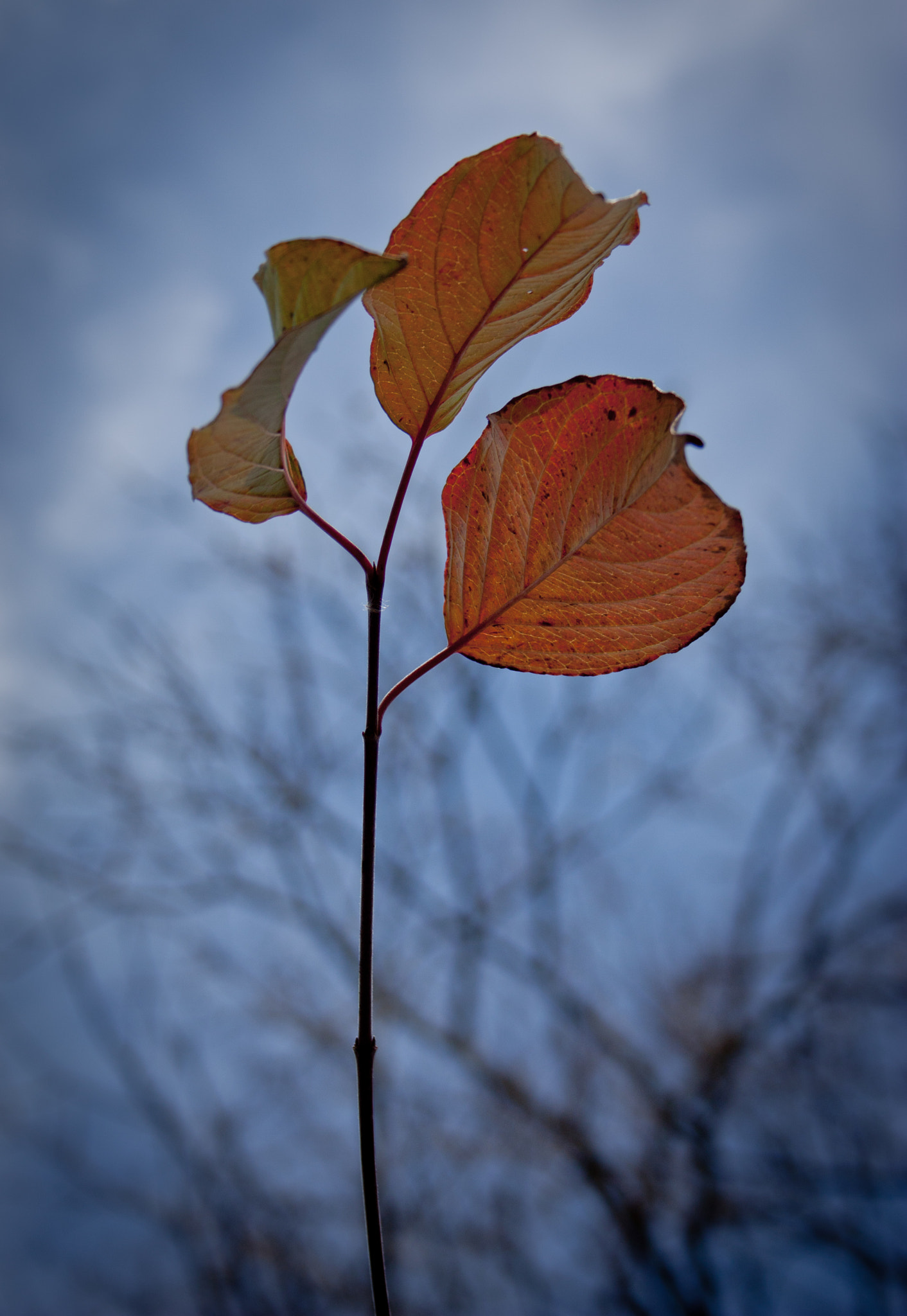 Canon EF-S 18-55mm F3.5-5.6 sample photo. Autumn ending photography