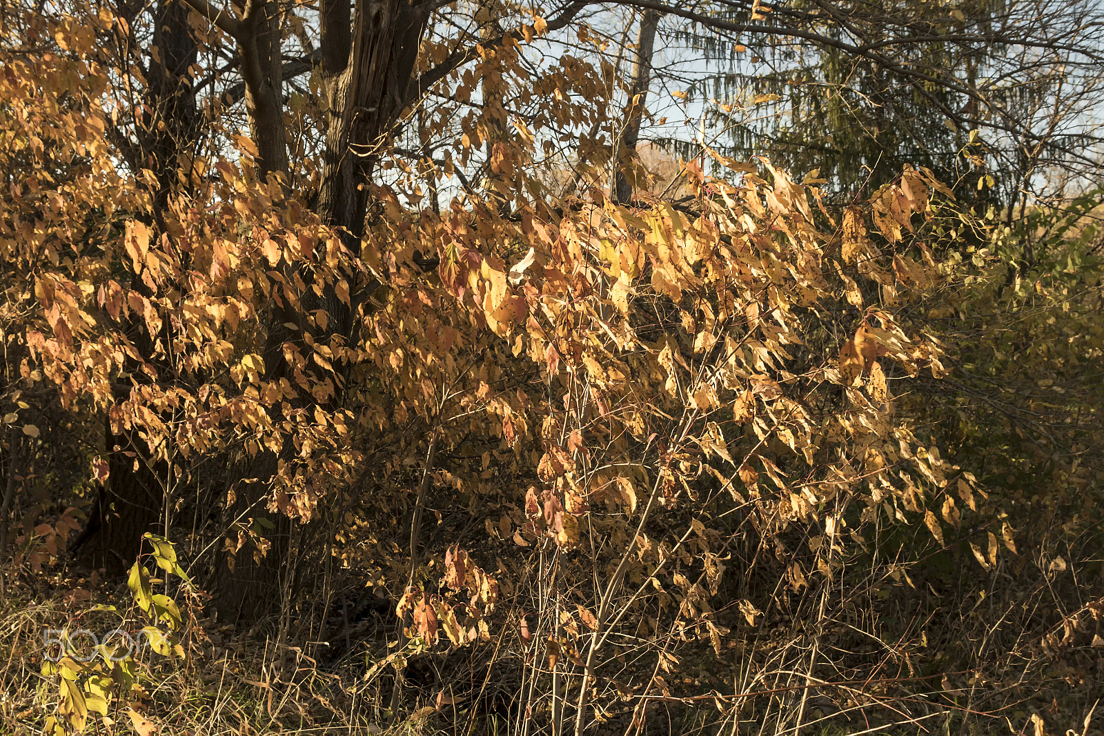 Canon EOS 760D (EOS Rebel T6s / EOS 8000D) + Canon EF 500mm F4L IS USM sample photo. Orange cascade photography