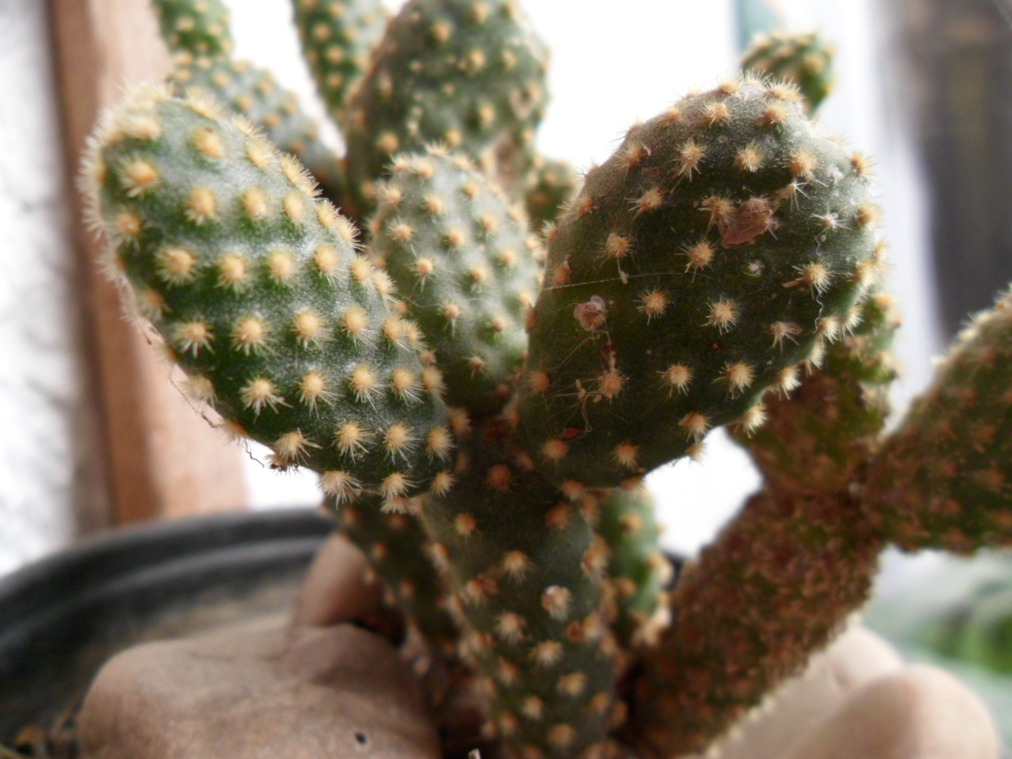 Samsung PL20,PL21 / VLUU PL20,PL21 sample photo. Nopal photography