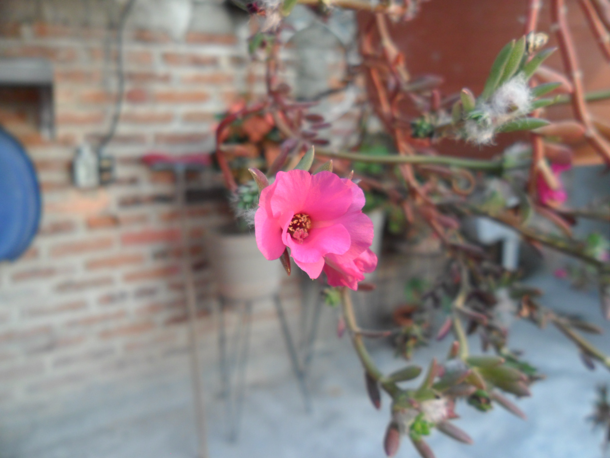 Samsung PL20,PL21 / VLUU PL20,PL21 sample photo. Flor photography