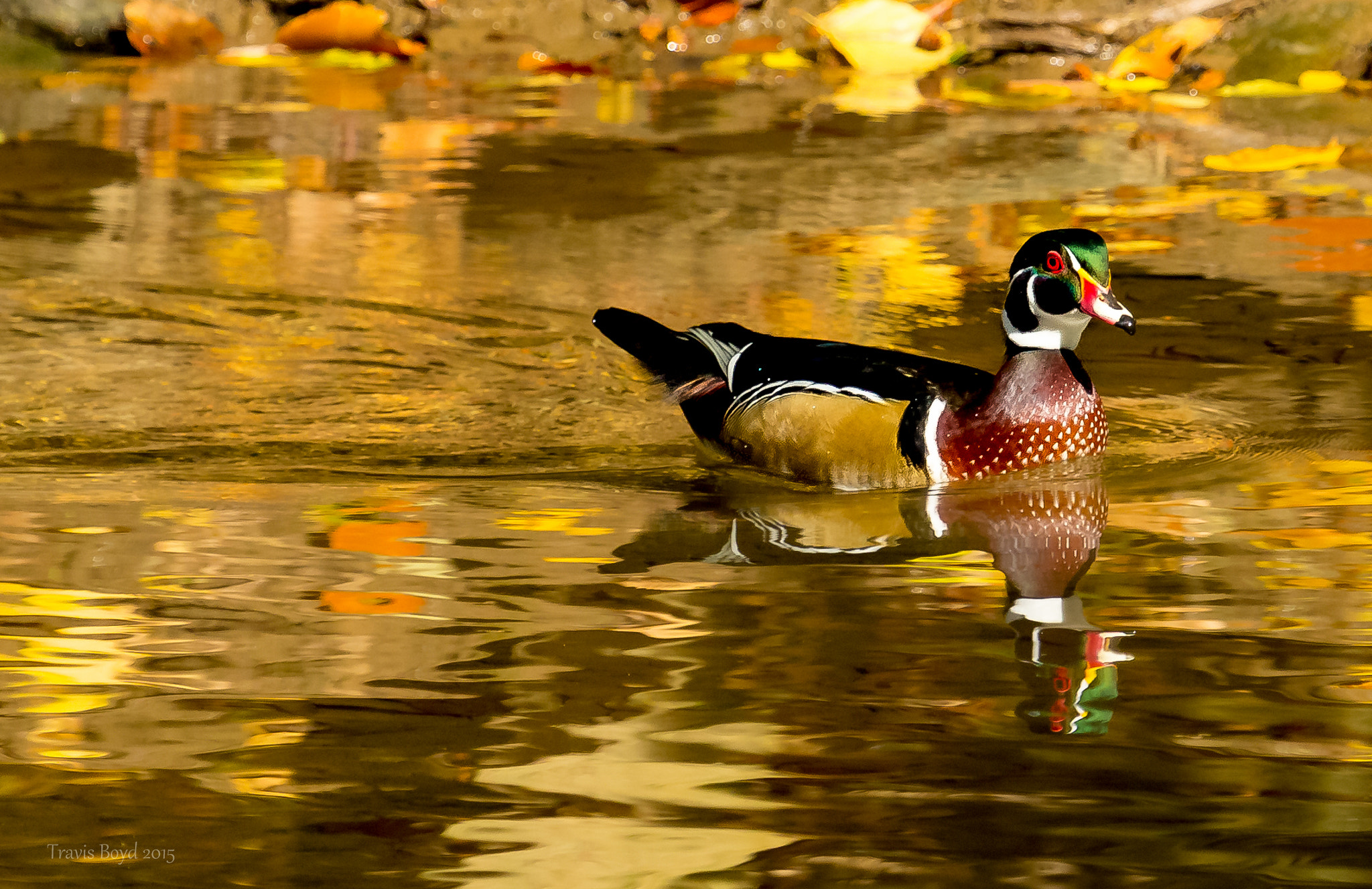 Canon EF 100-400mm F4.5-5.6L IS USM sample photo. Autumn wood duck photography