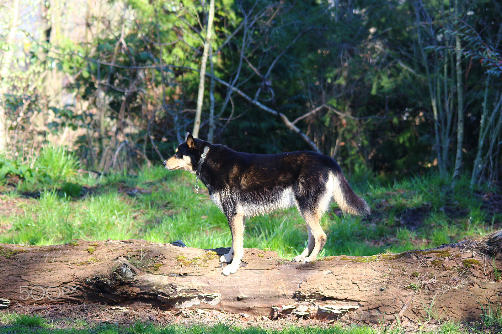 Sigma 150-500mm F5-6.3 DG OS HSM sample photo. Bandit the outdoorsman photography
