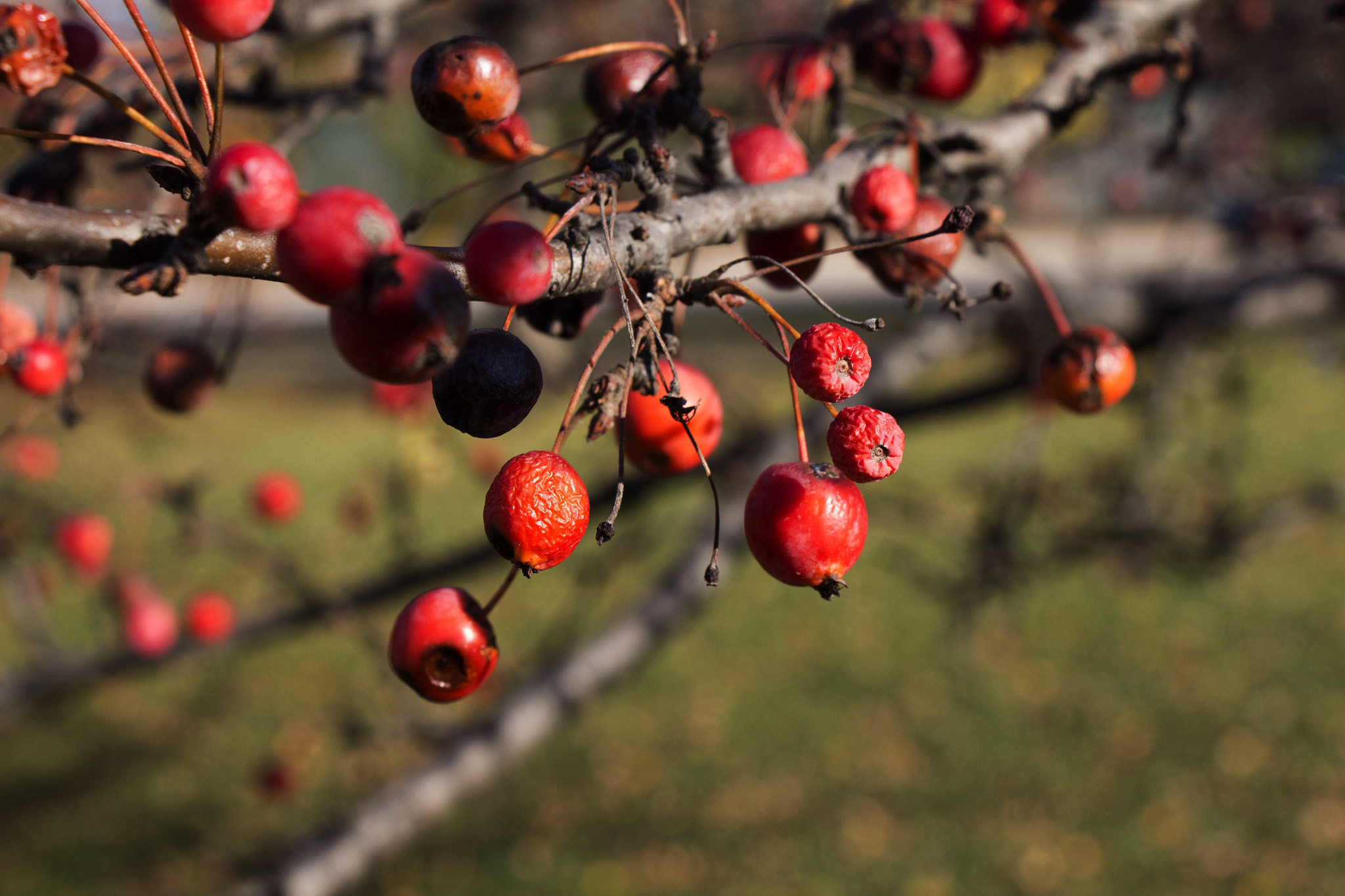 Canon EOS 650D (EOS Rebel T4i / EOS Kiss X6i) sample photo. Red berries '15 photography