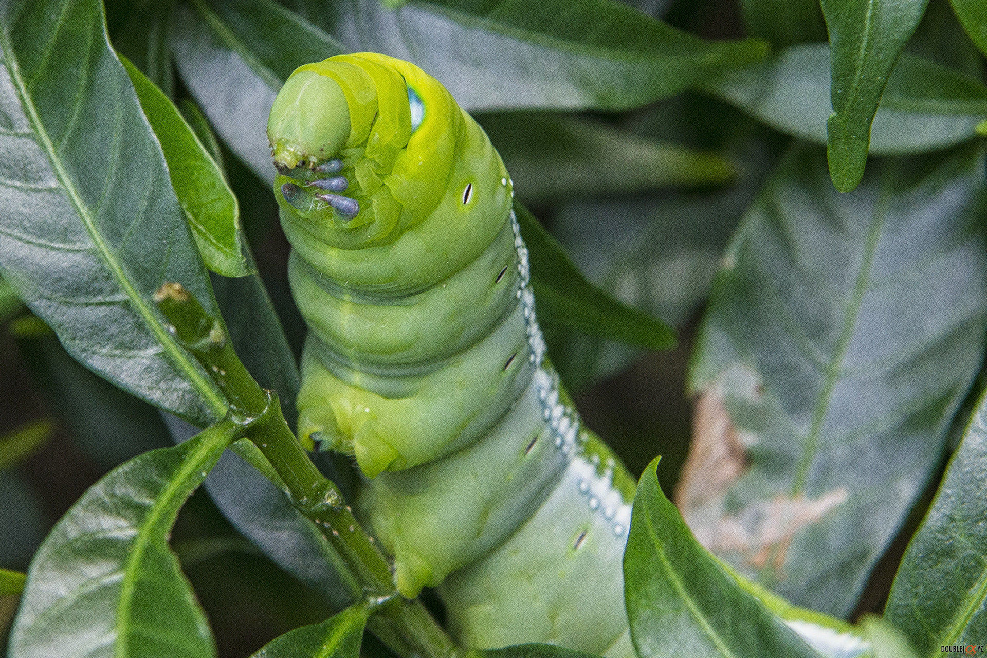 Sony Alpha DSLR-A580 sample photo. Caterpillar photography