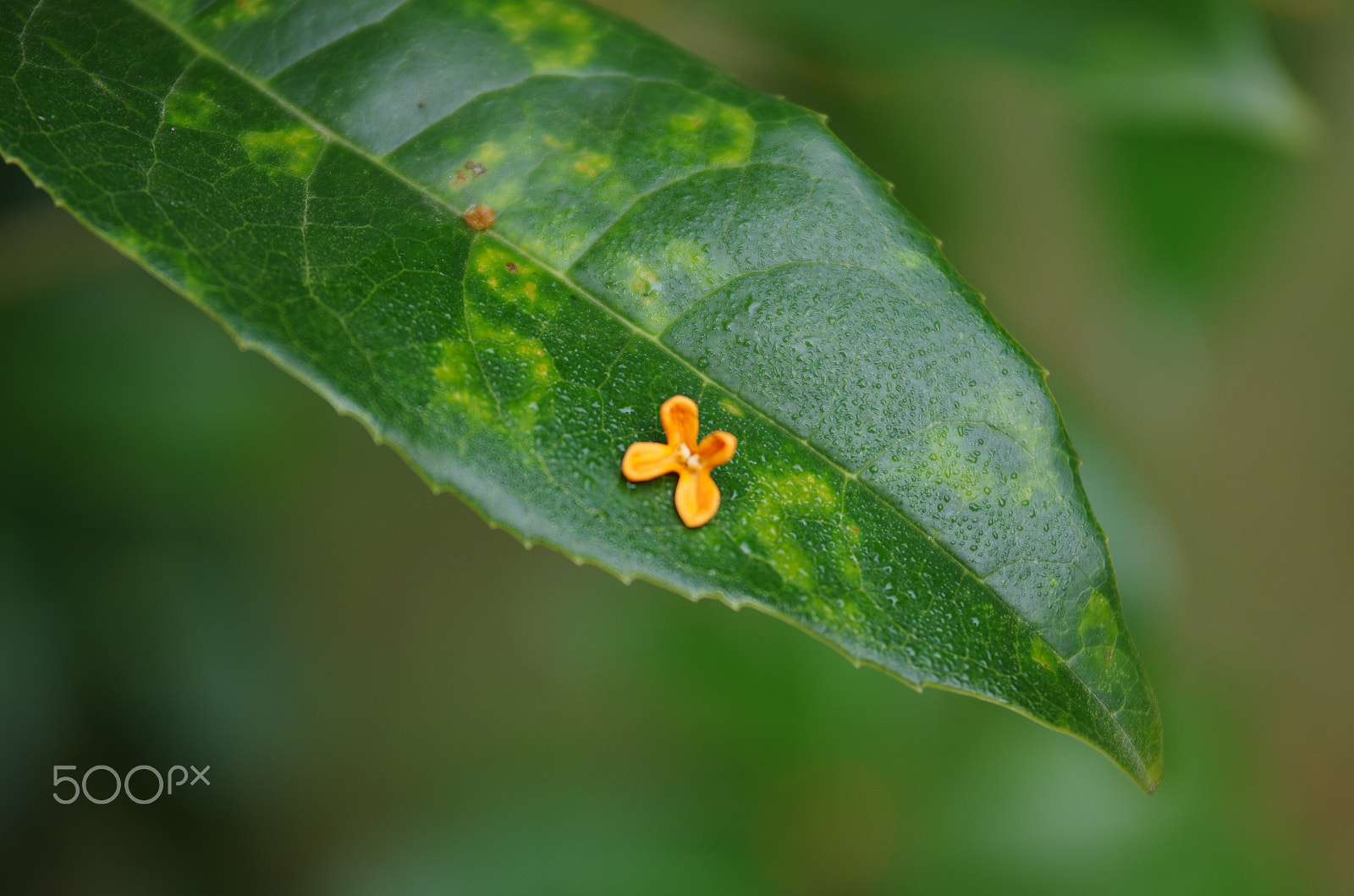 Pentax smc DA 17-70mm F4.0 AL (IF) SDM sample photo. 金桂 gold osmanthus photography