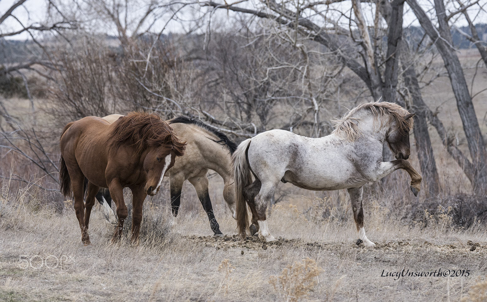 Sigma 120-300mm F2.8 EX DG HSM sample photo. And while i prance photography