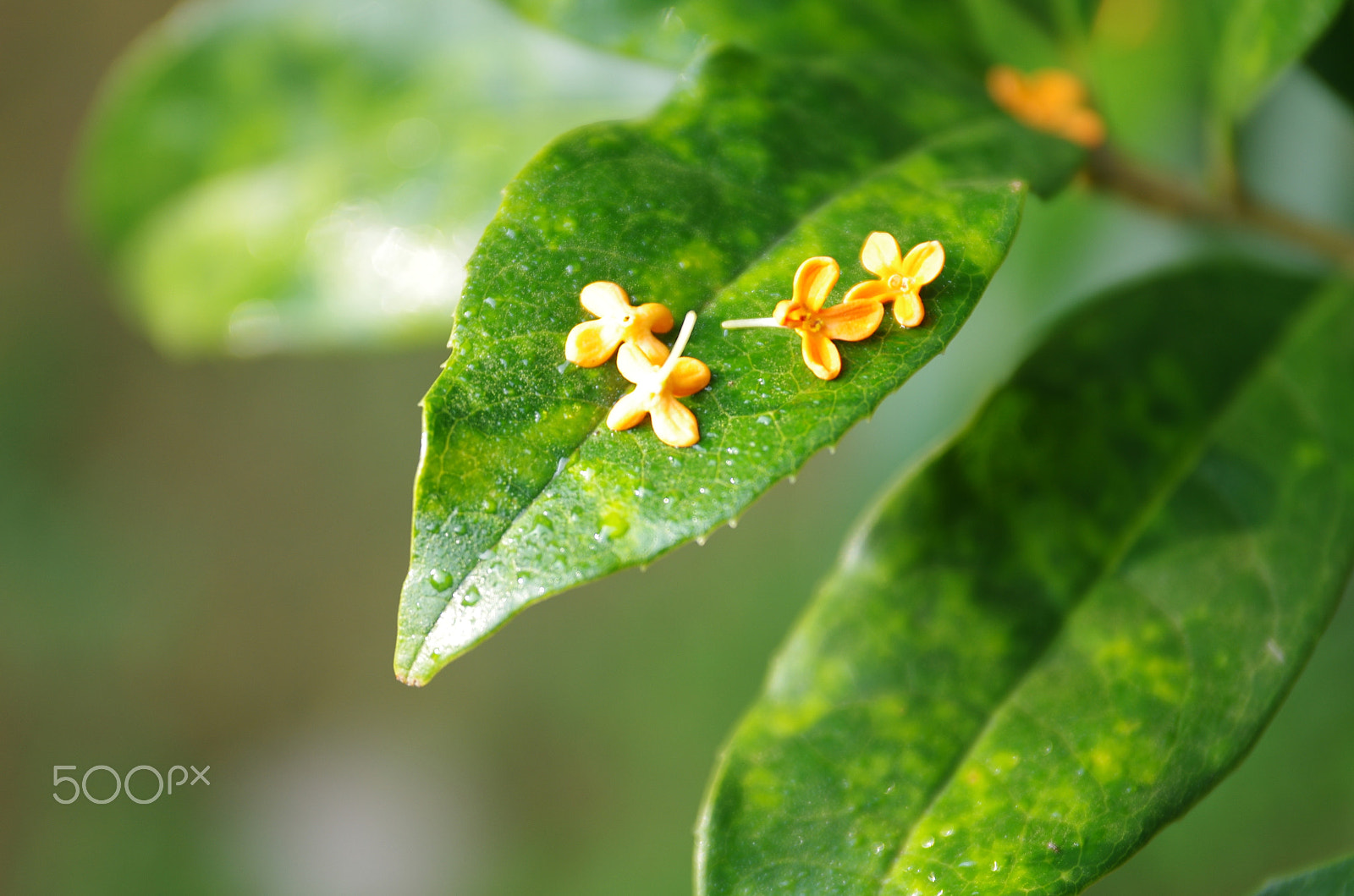 Pentax smc DA 17-70mm F4.0 AL (IF) SDM sample photo. 金桂 gold osmanthus photography